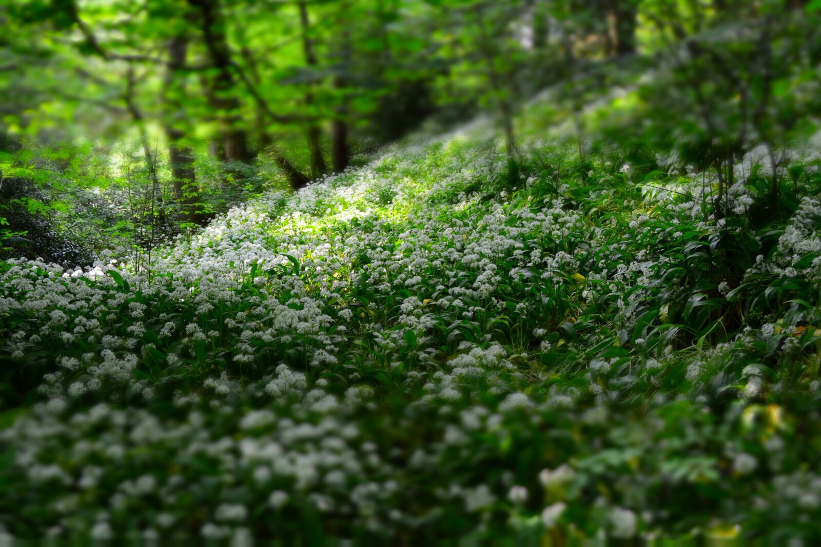 Nikon D5200 sample photo. Depth of field, flora photography