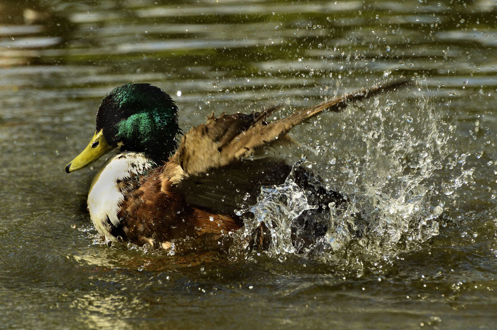 Nikon D3200 sample photo. Nature, duck, bird photography