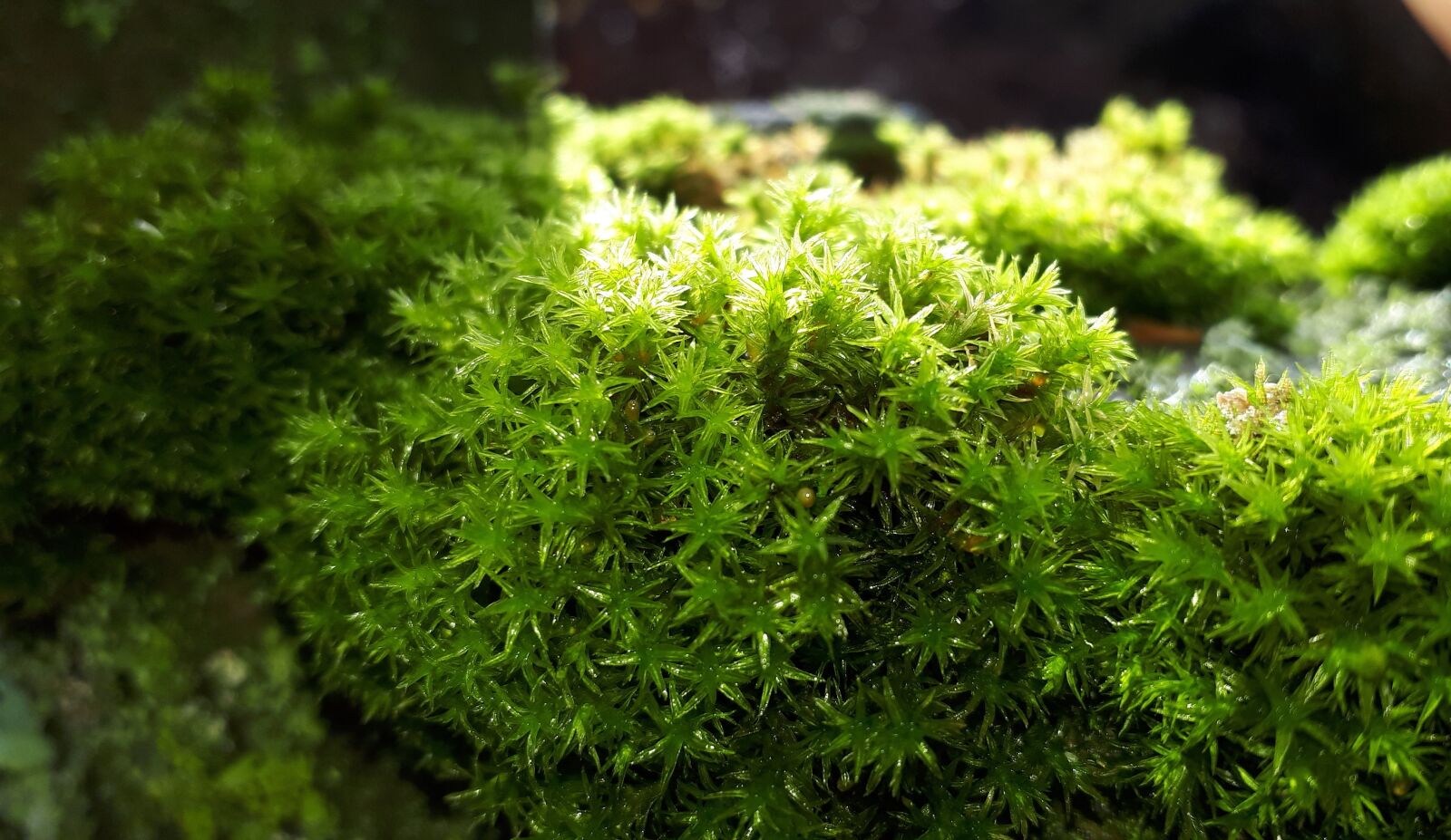 Samsung Galaxy A5(2017) sample photo. Moss, nature, forest photography