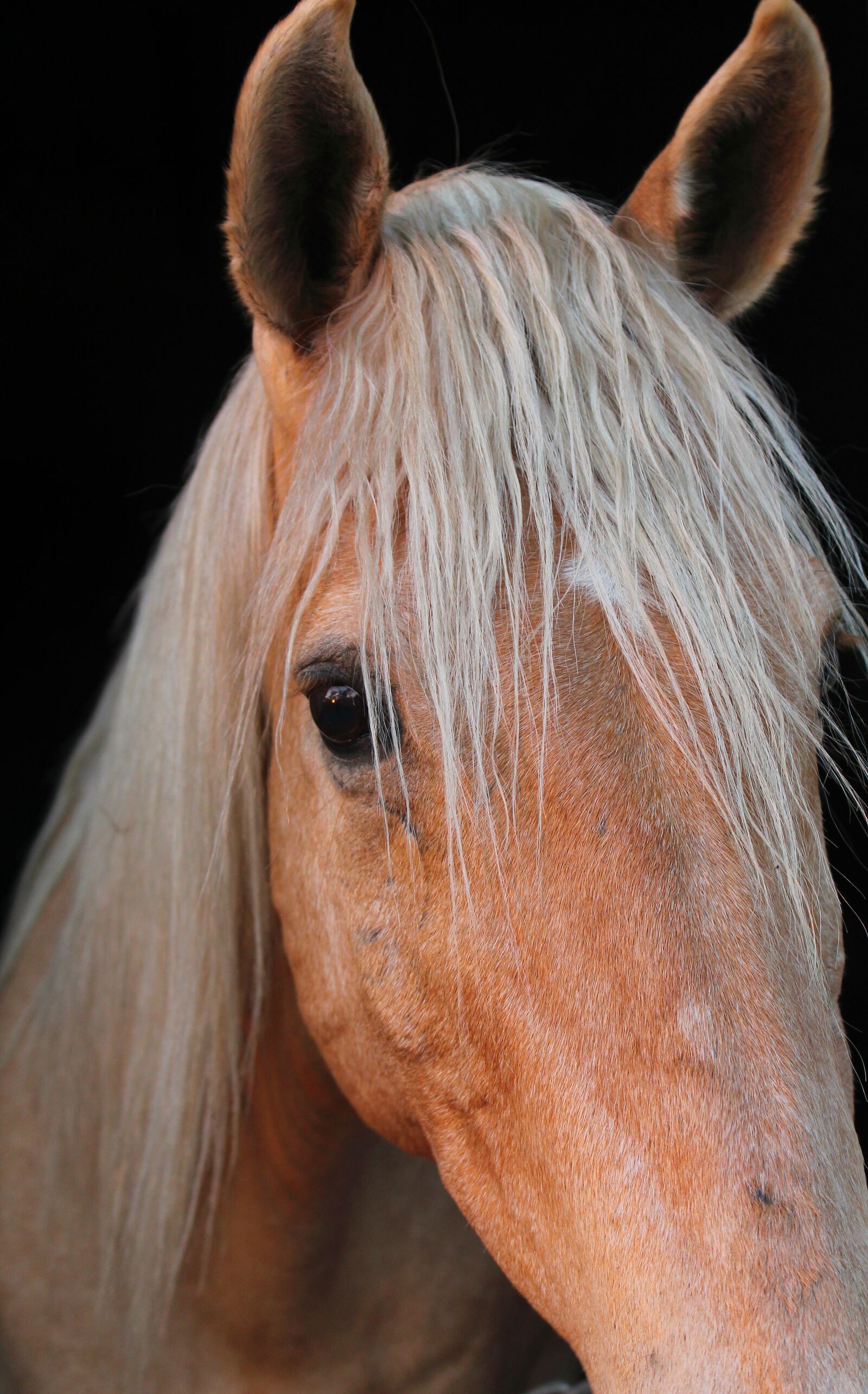 Canon EOS 1300D (EOS Rebel T6 / EOS Kiss X80) sample photo. Horse, animal, equine photography