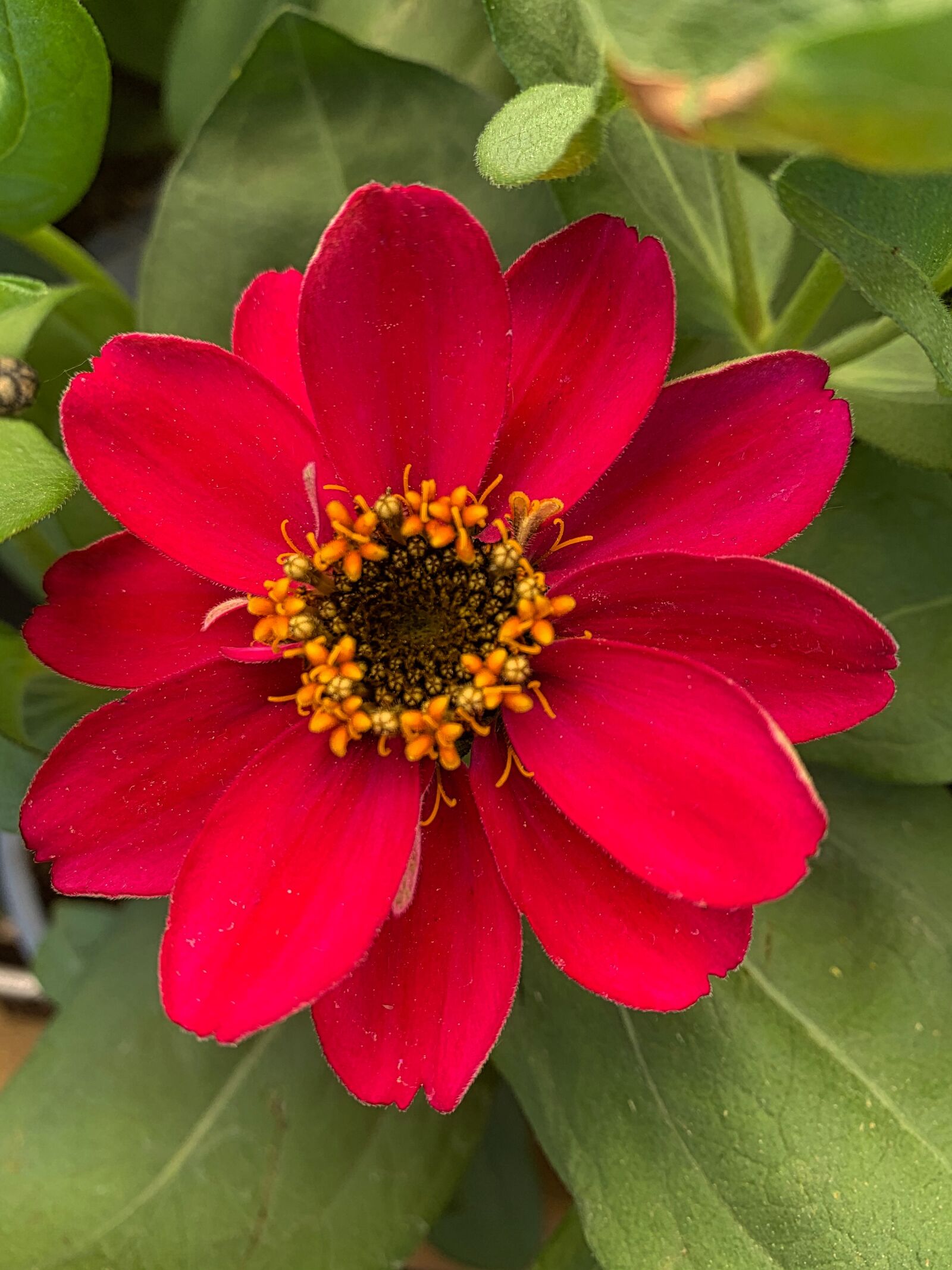 Apple iPhone XR sample photo. Petals, red, garden photography