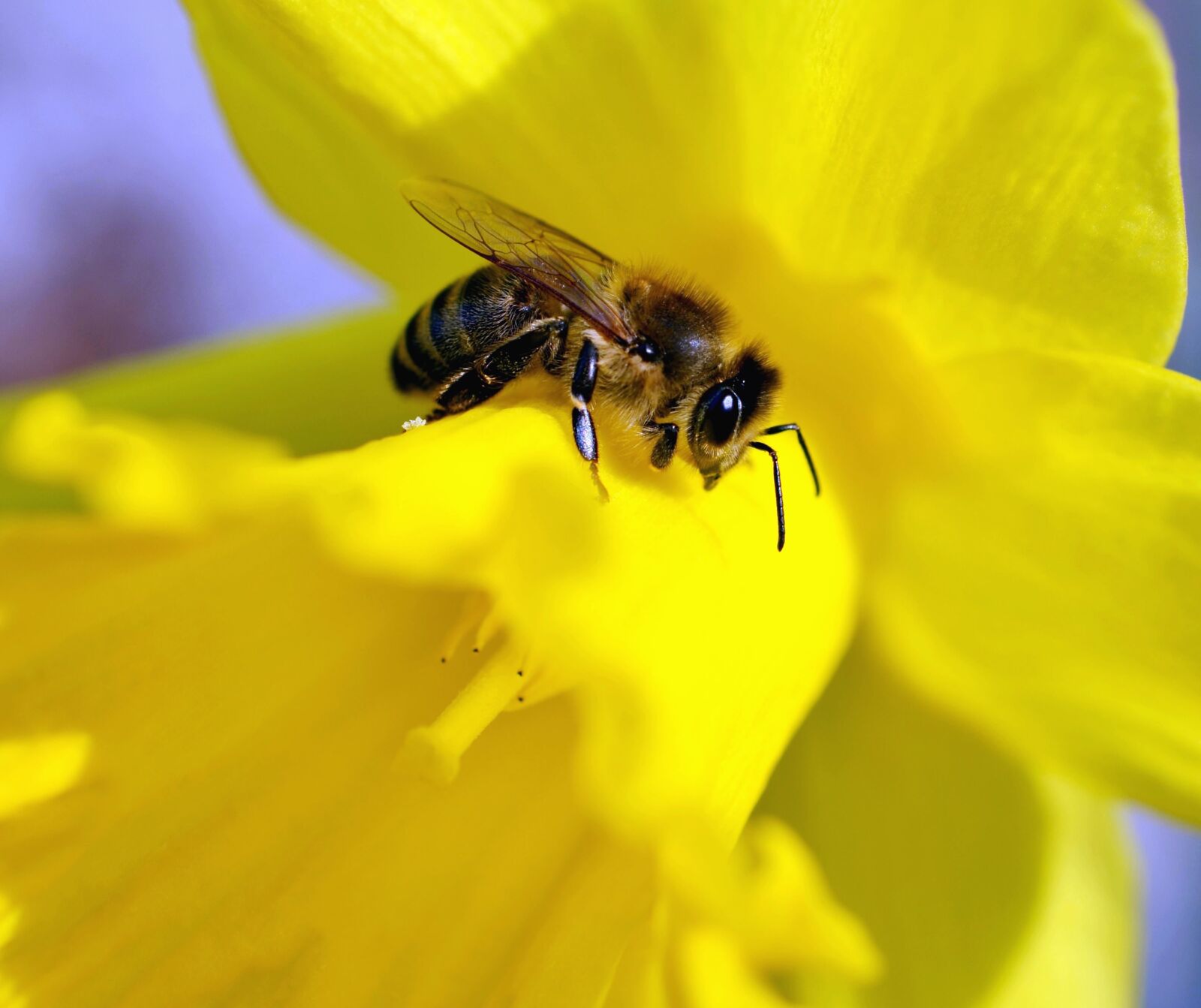 Nikon D5100 sample photo. Bee, honey, petals, flower photography