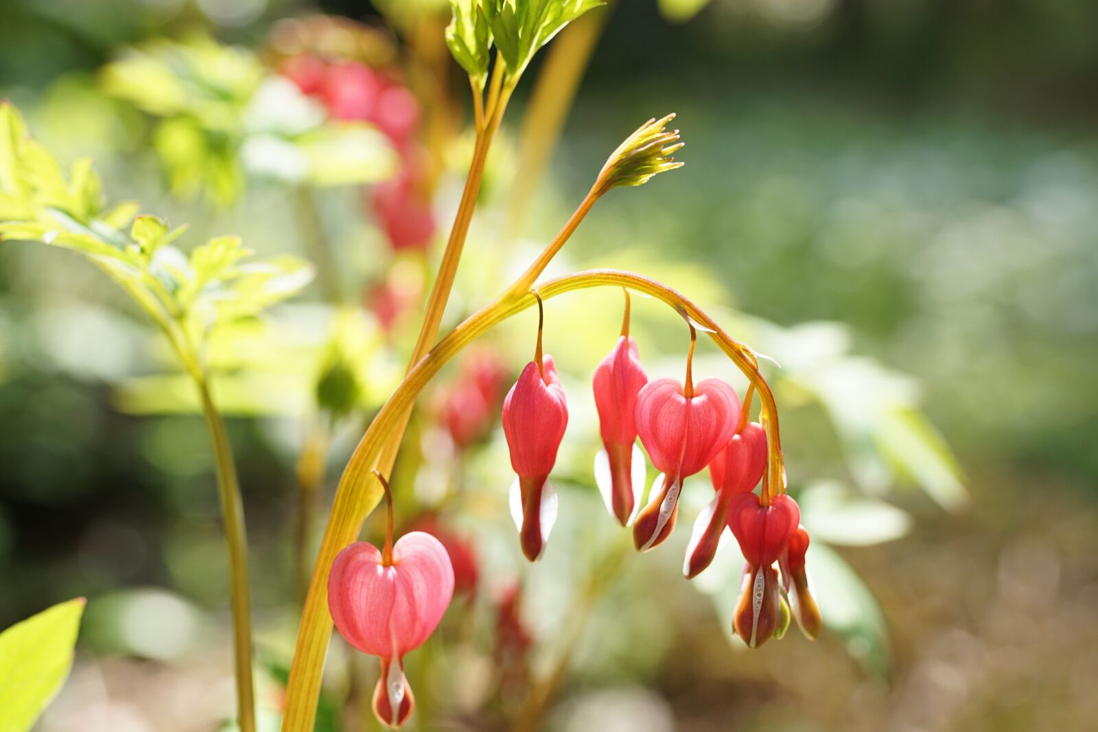 35mm F1.4 sample photo. Bleeding heart, tender, mother's photography