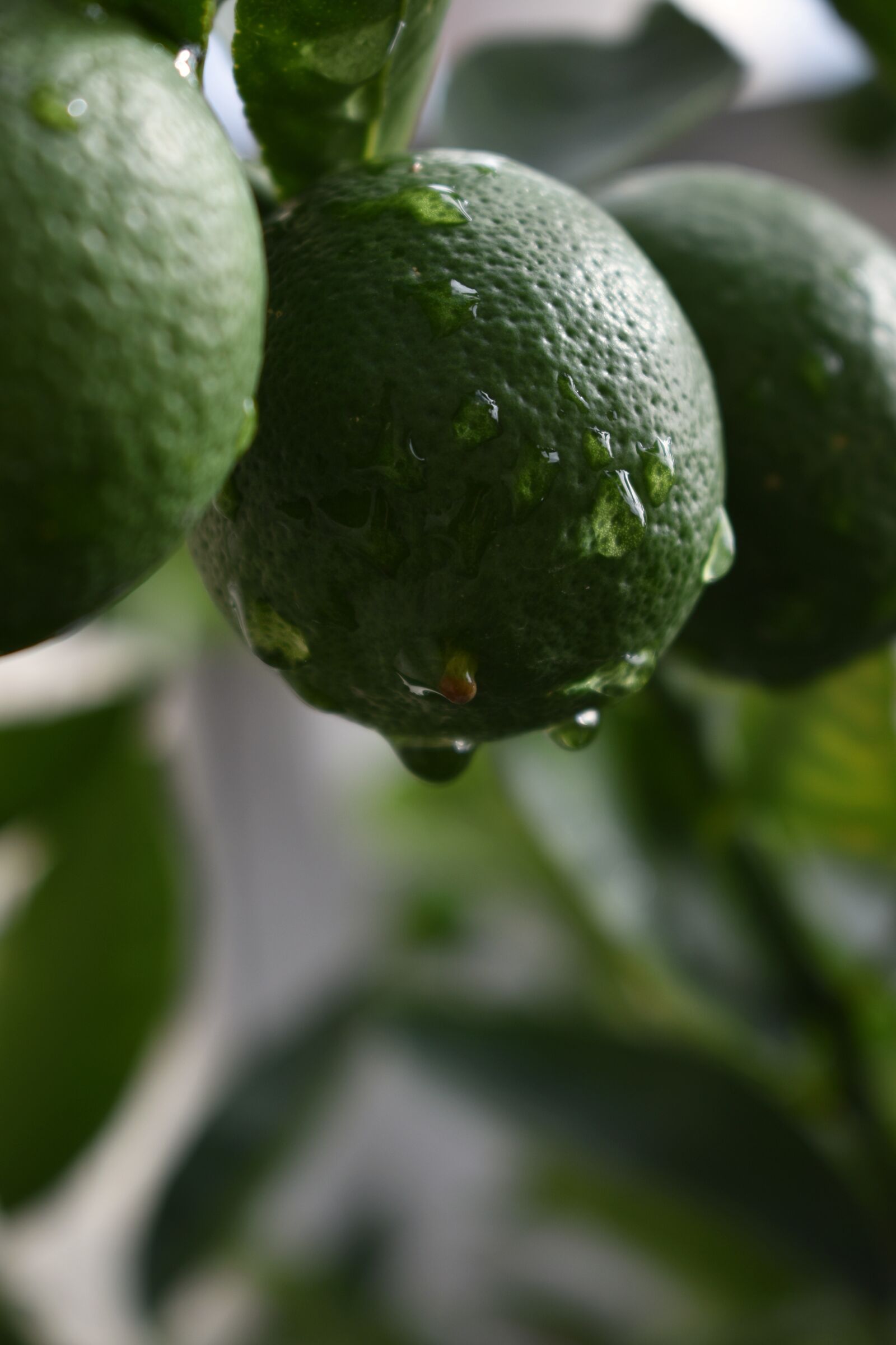 Nikon D3500 sample photo. Lemon, green, fruit photography