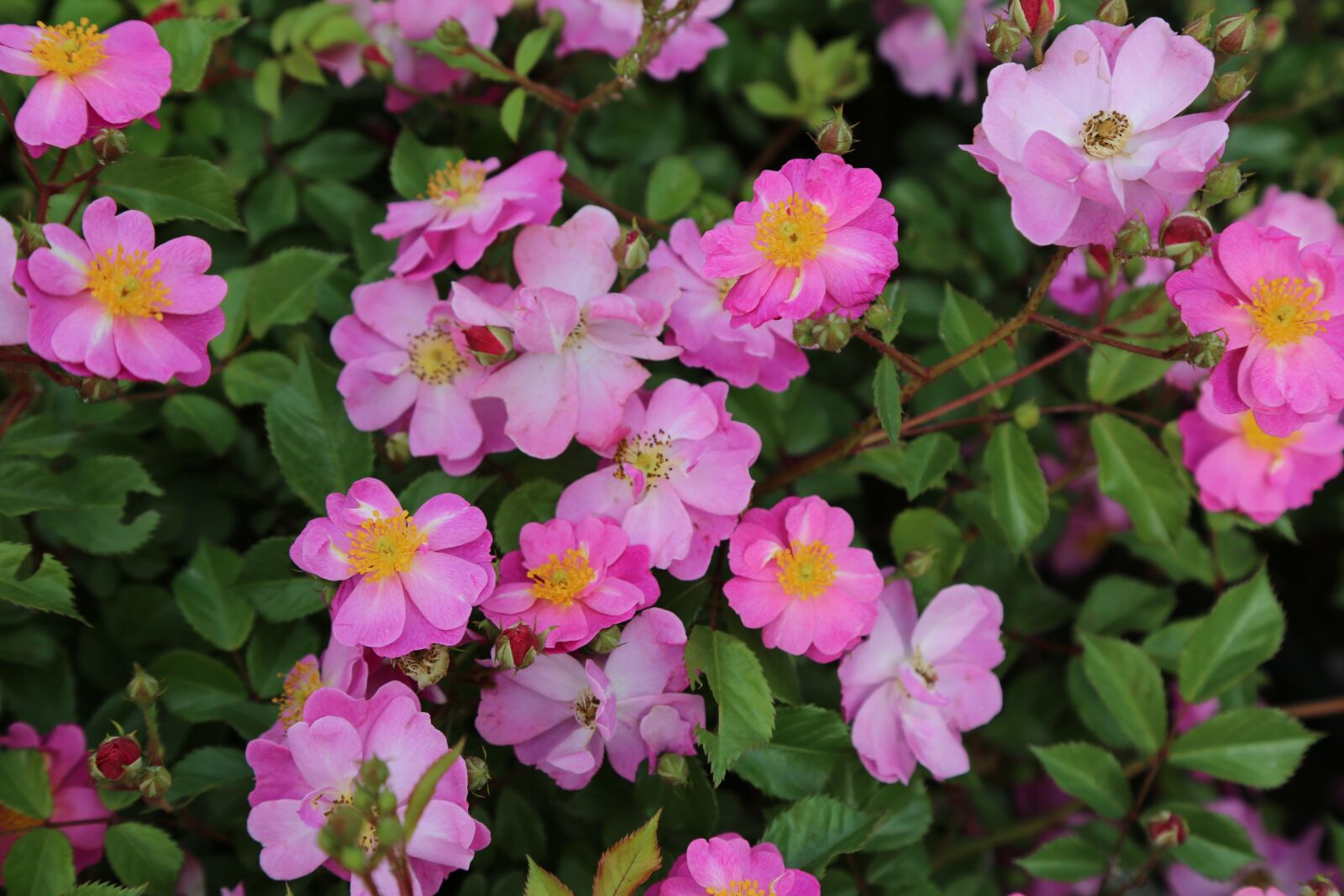 Canon EF 24-105mm F4L IS USM sample photo. Flower, garden, plant photography
