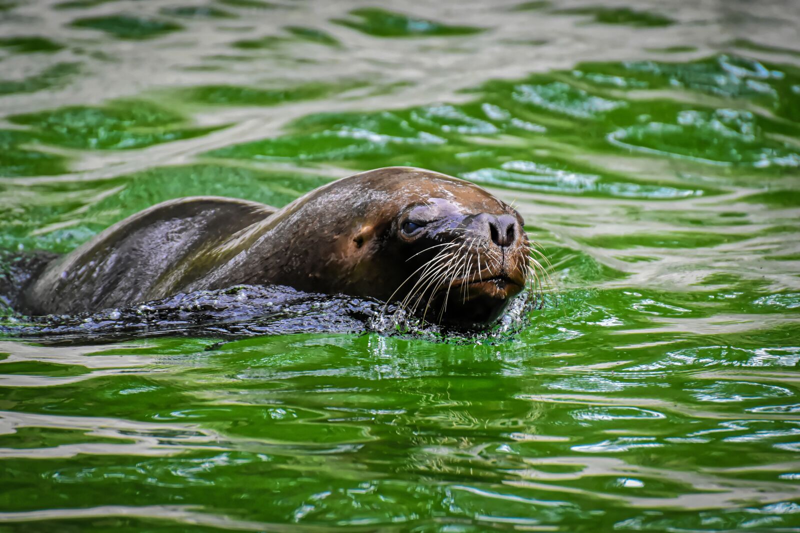 Nikon D7200 sample photo. Seal, sea lion, water photography