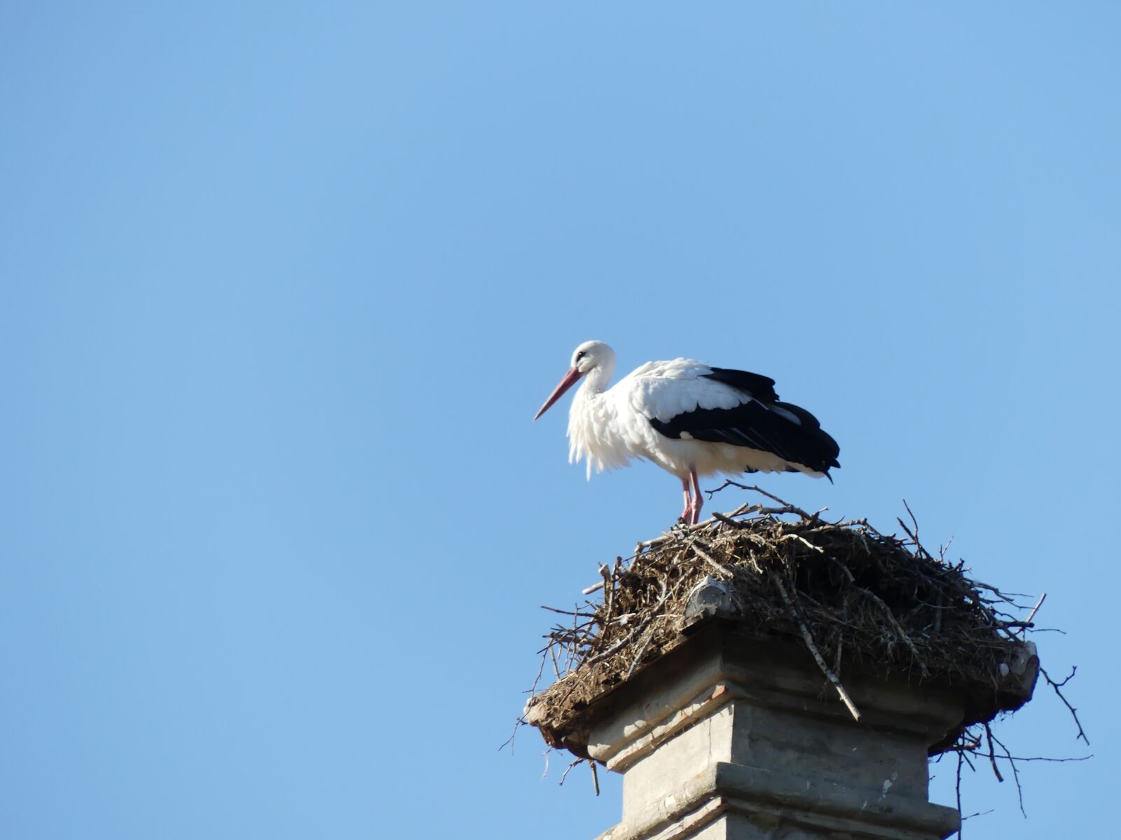 Panasonic Lumix DMC-FZ300 sample photo. Stork, fireplace, nest photography