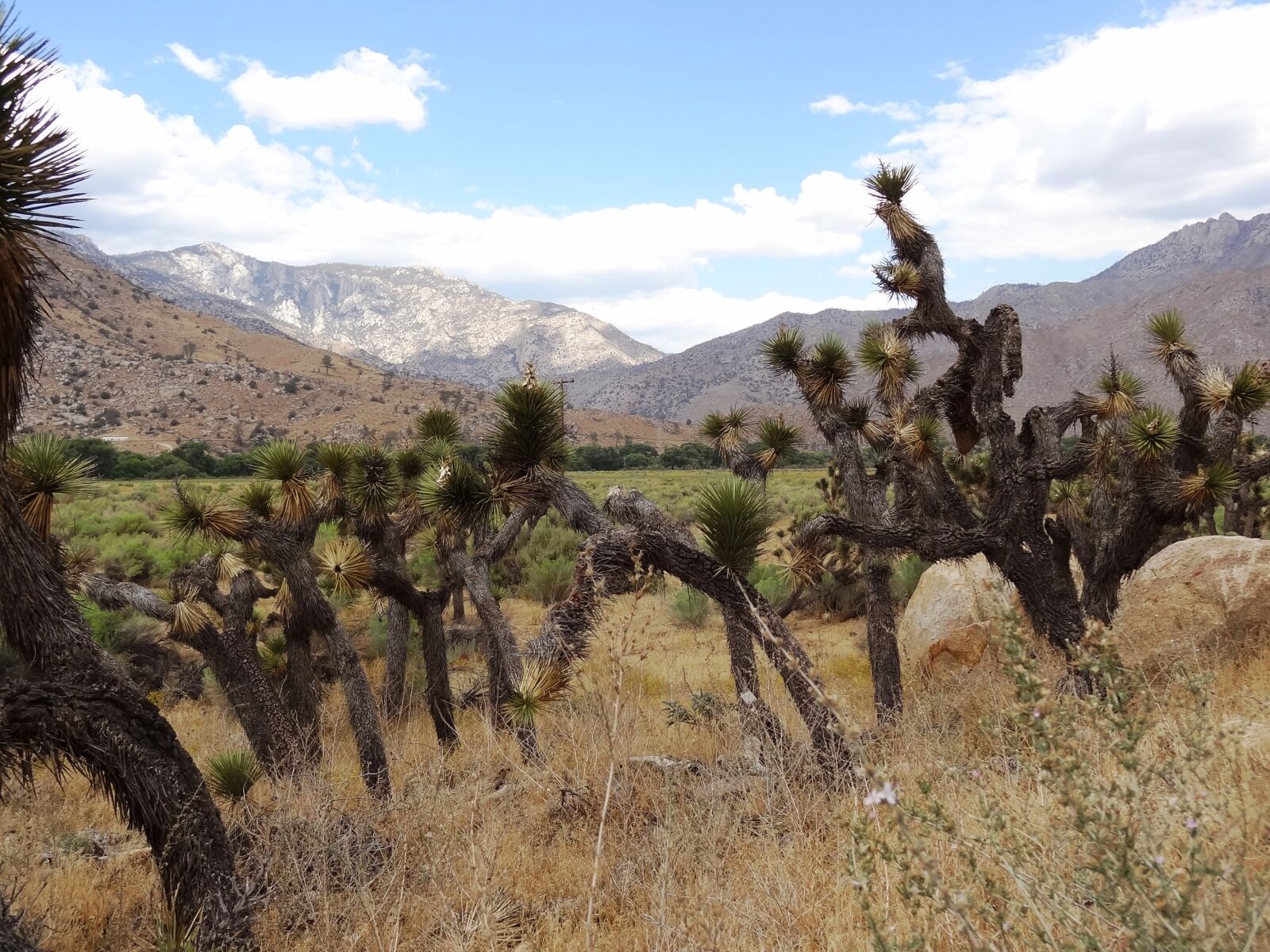 Sony Cyber-shot DSC-HX9V sample photo. Joshua tree, nature, blue photography