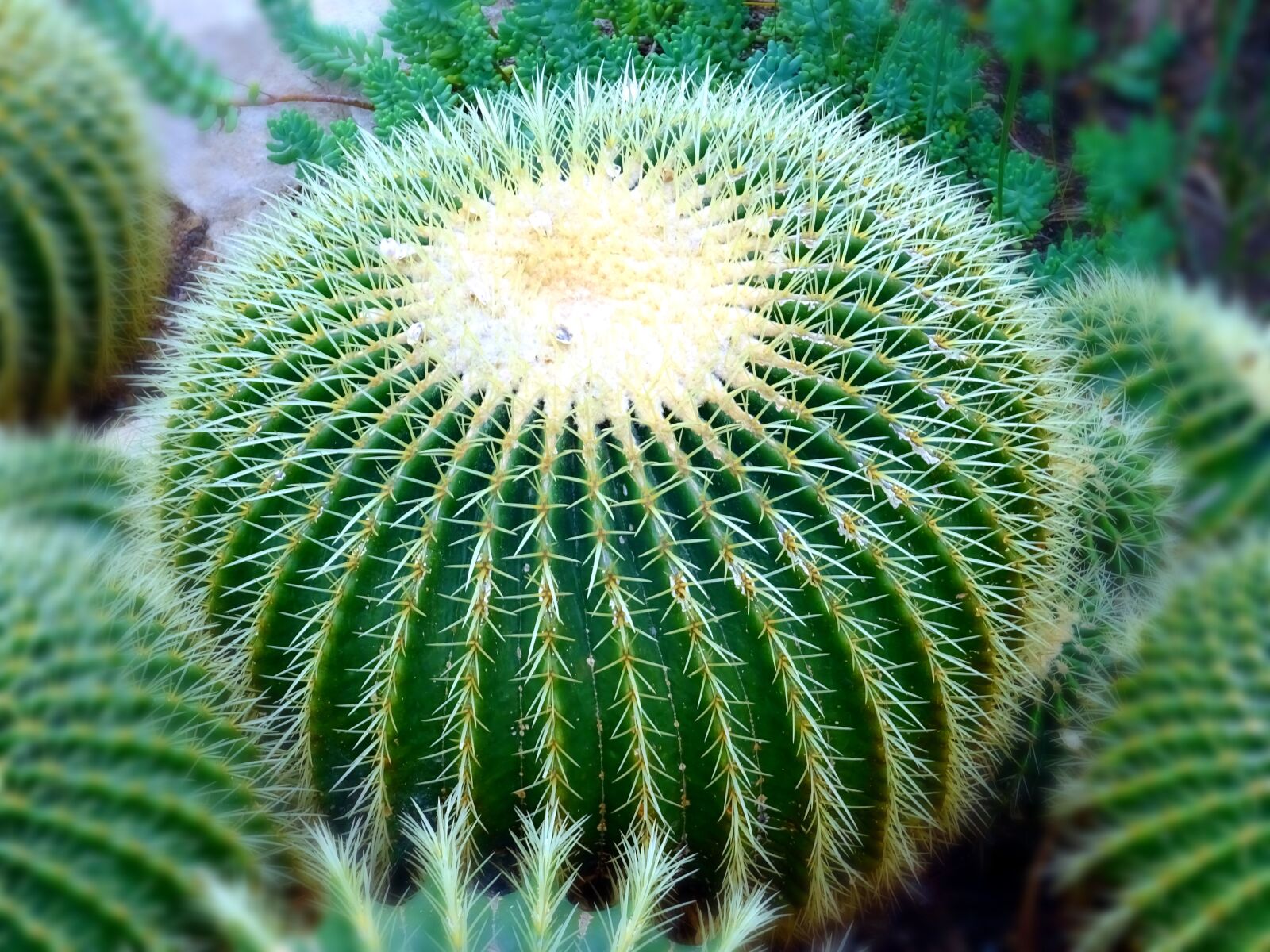 Sony DSC-HX60 sample photo. Blur, botanical, cactus, cactus photography