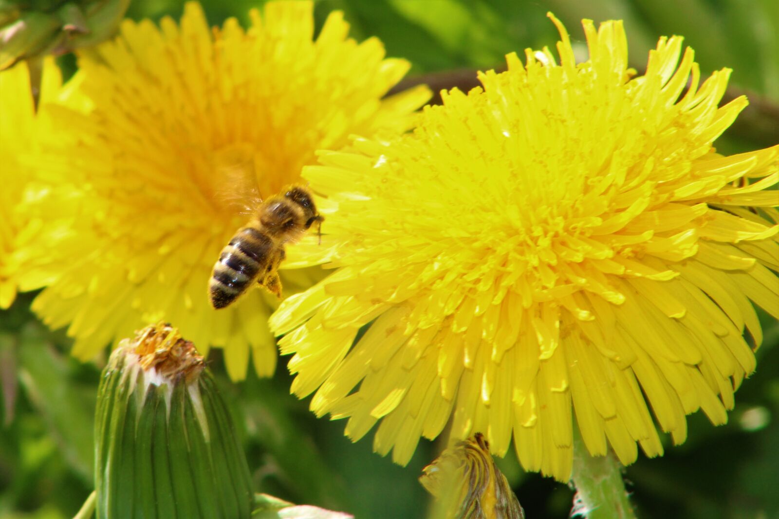 Canon EOS 2000D (EOS Rebel T7 / EOS Kiss X90 / EOS 1500D) sample photo. Dandelion, nature, spring photography