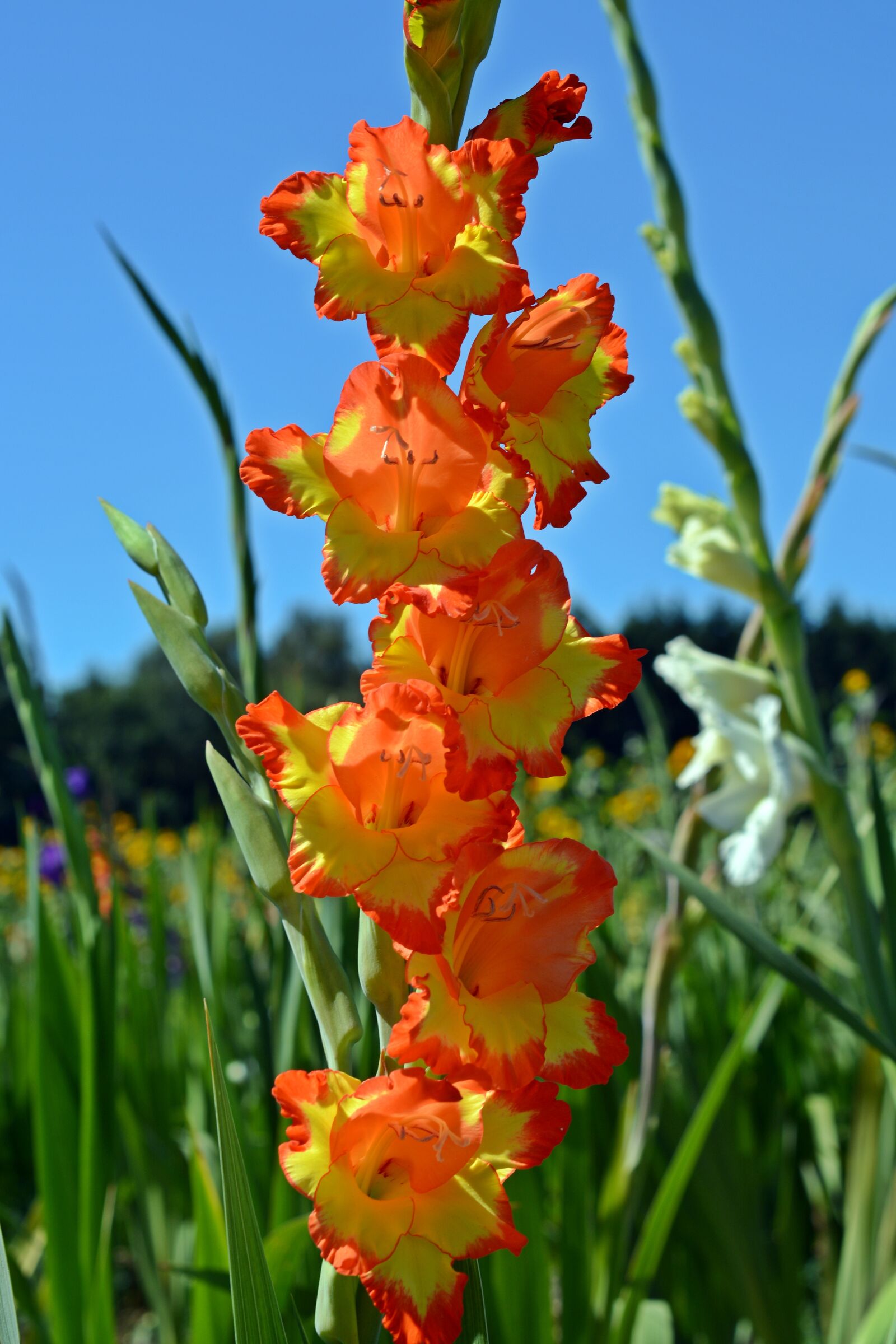 Nikon D5200 sample photo. Gladiolus, blossom, bloom photography