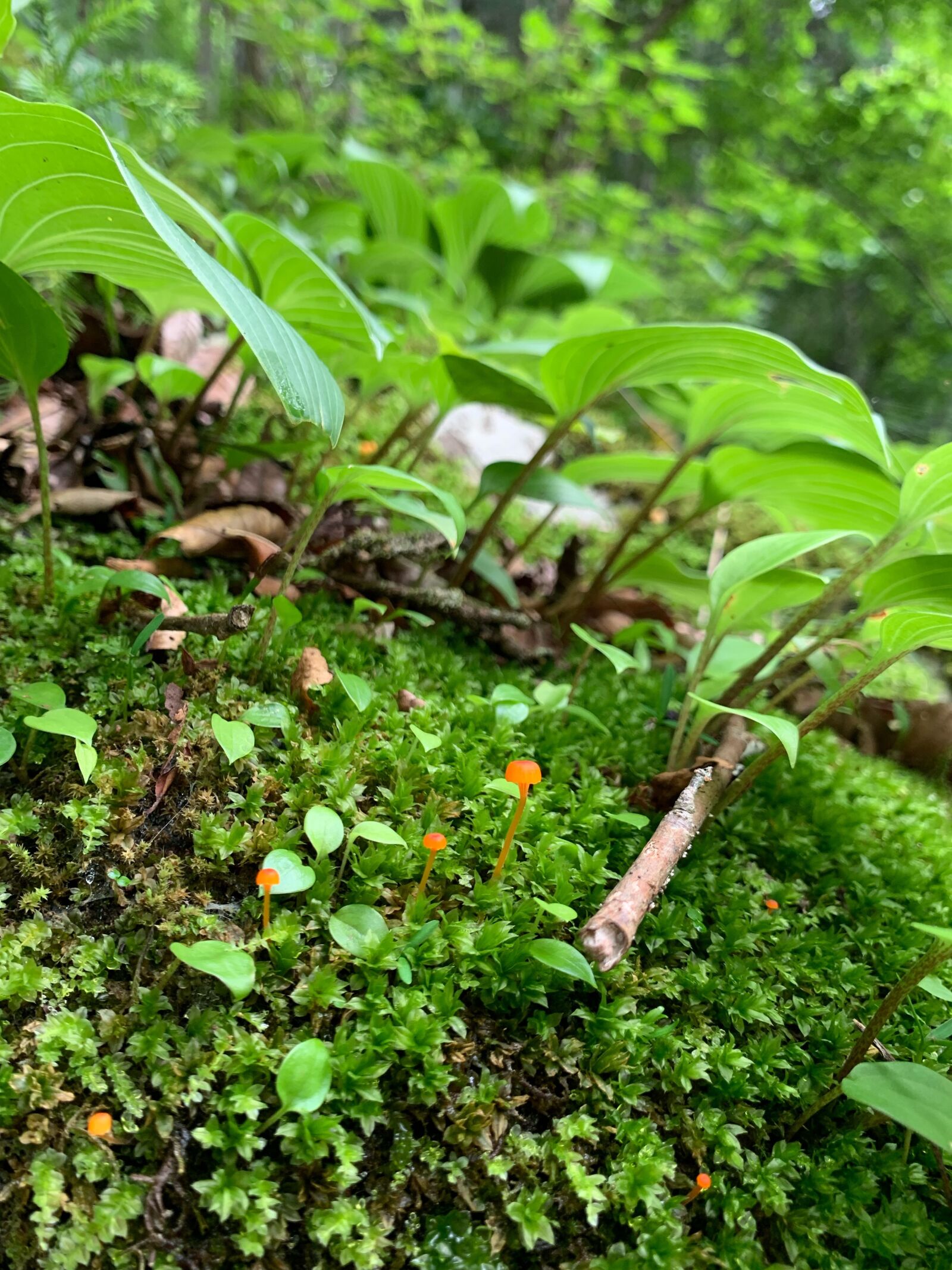 iPhone XS back dual camera 4.25mm f/1.8 sample photo. Moss, forest, mushroom photography