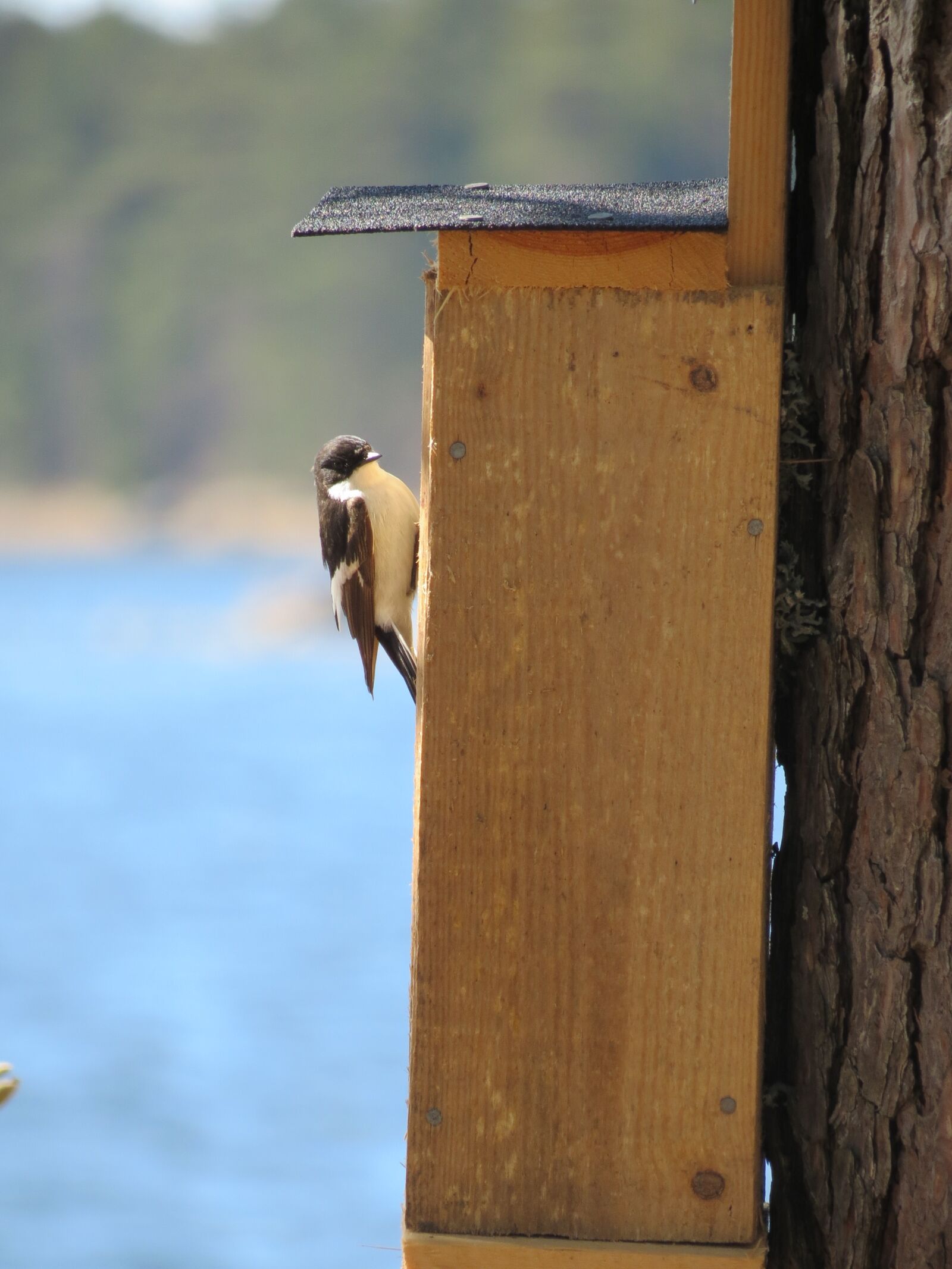 Canon PowerShot SX40 HS sample photo. Birdhouse, flycatcher, summer photography