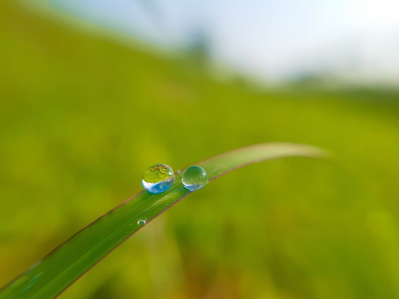 Samsung Galaxy A30 sample photo. Drops of water, frost photography