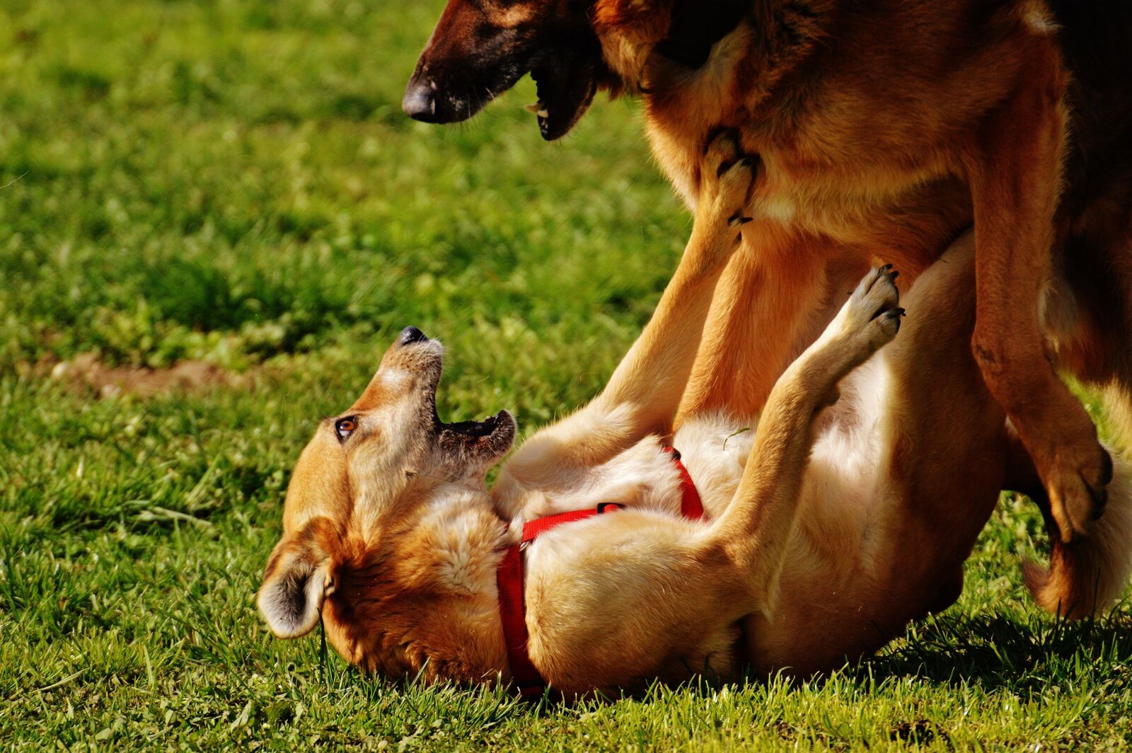 Nikon D3200 sample photo. Dogs, fur, play photography