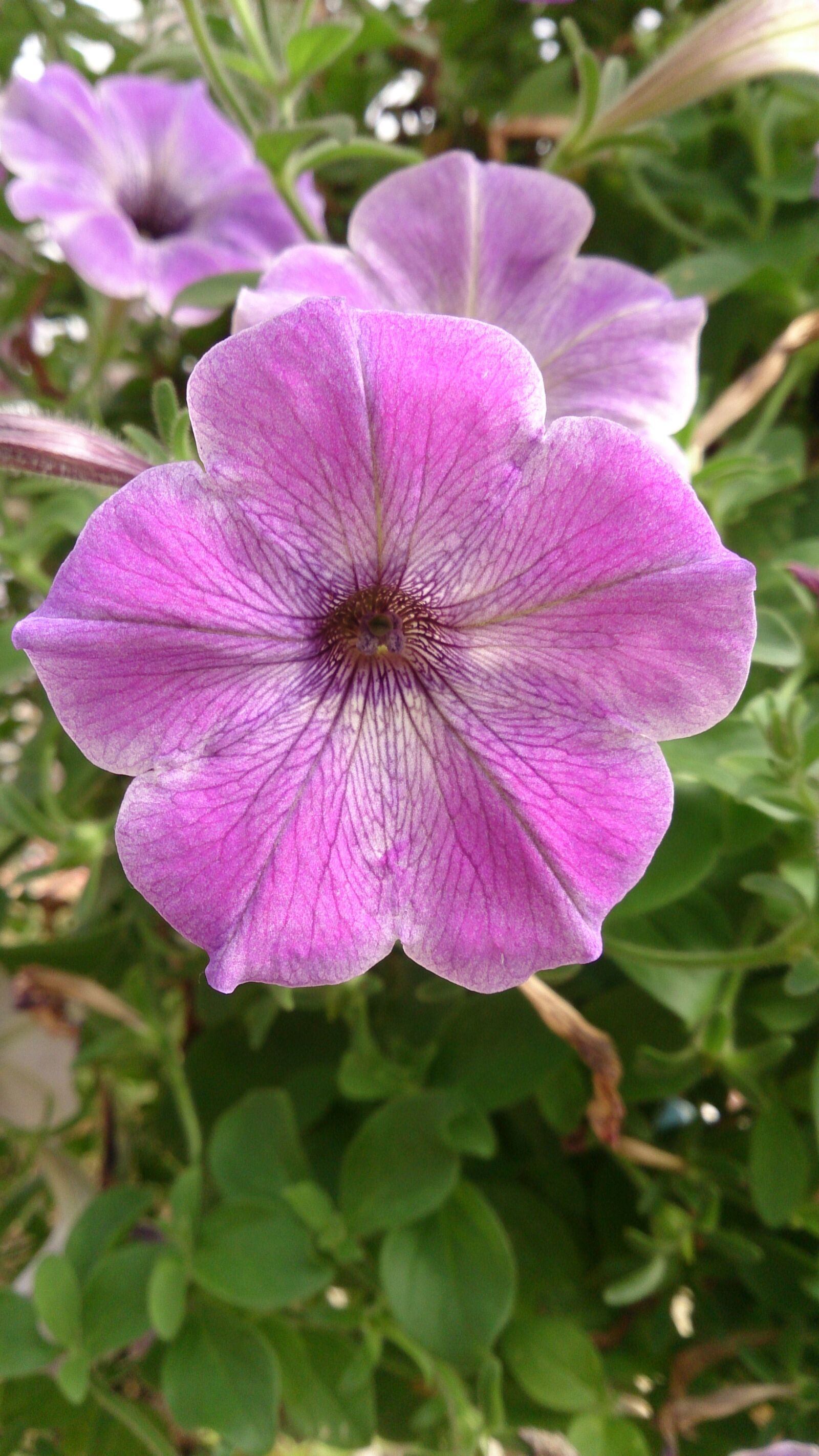 Sony Xperia ZR sample photo. Flower, plant, purple photography