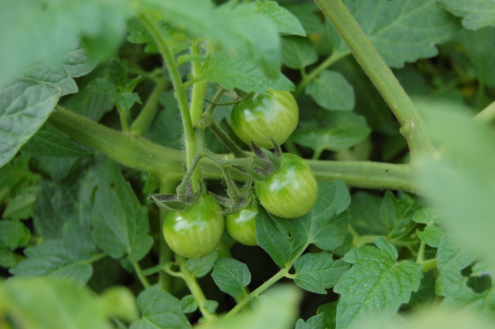 Nikon D40 sample photo. Tomato, green, gardening photography