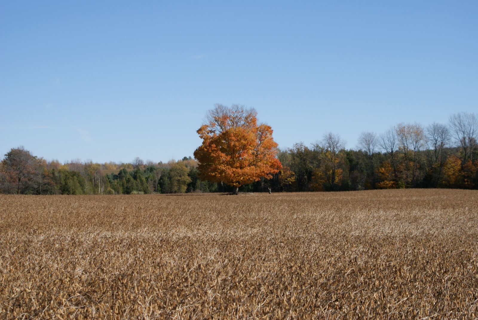 Sony Alpha DSLR-A200 sample photo. Autumn, nature, tree photography