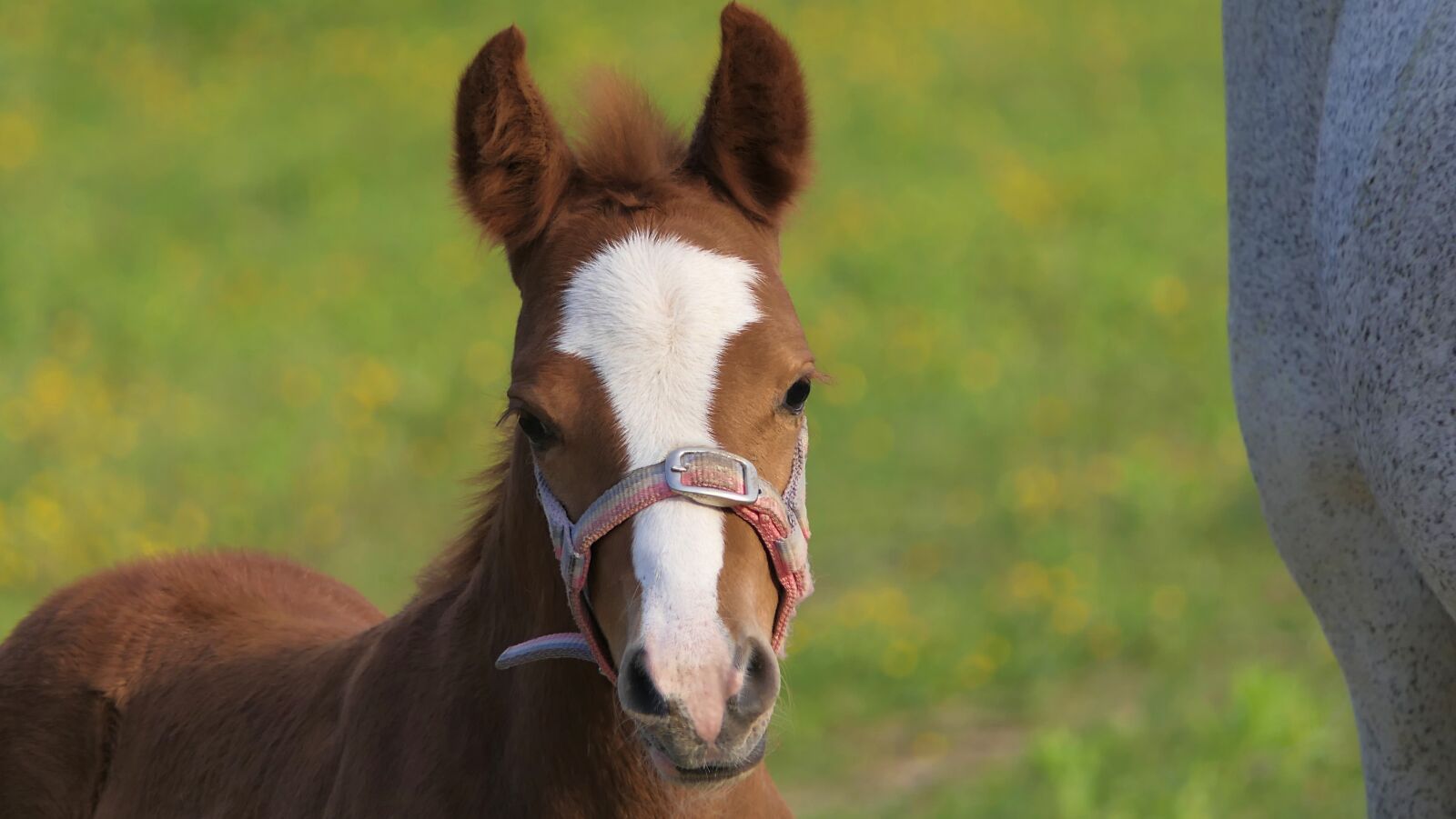 Panasonic Lumix DMC-FZ2500 (Lumix DMC-FZ2000) sample photo. Foal, brown, baby photography
