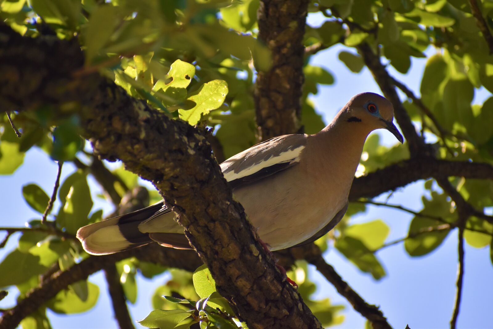 Nikon D3500 sample photo. Dove, branch, perched photography