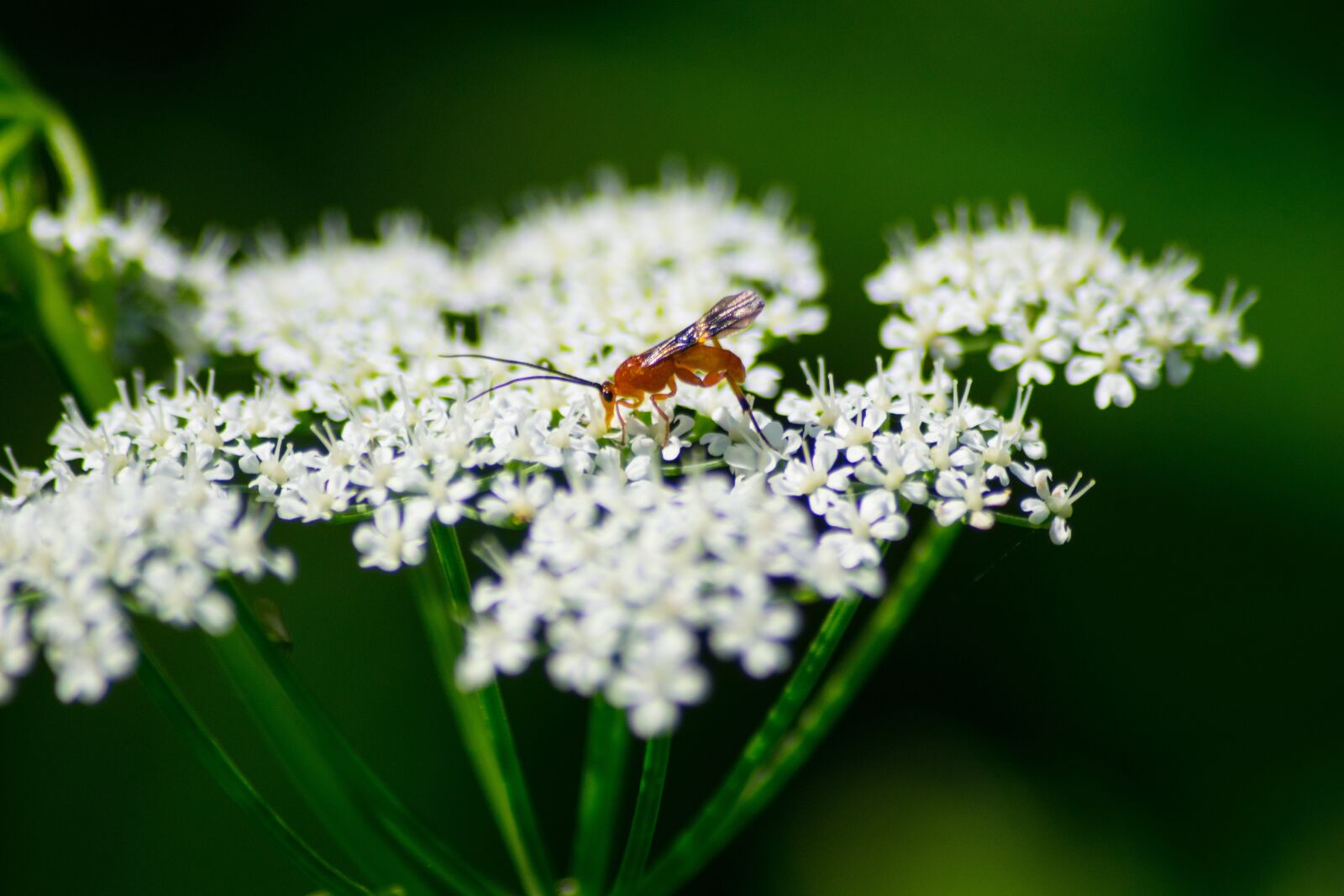 Nikon D3300 sample photo. Beetle, white, grassland plants photography