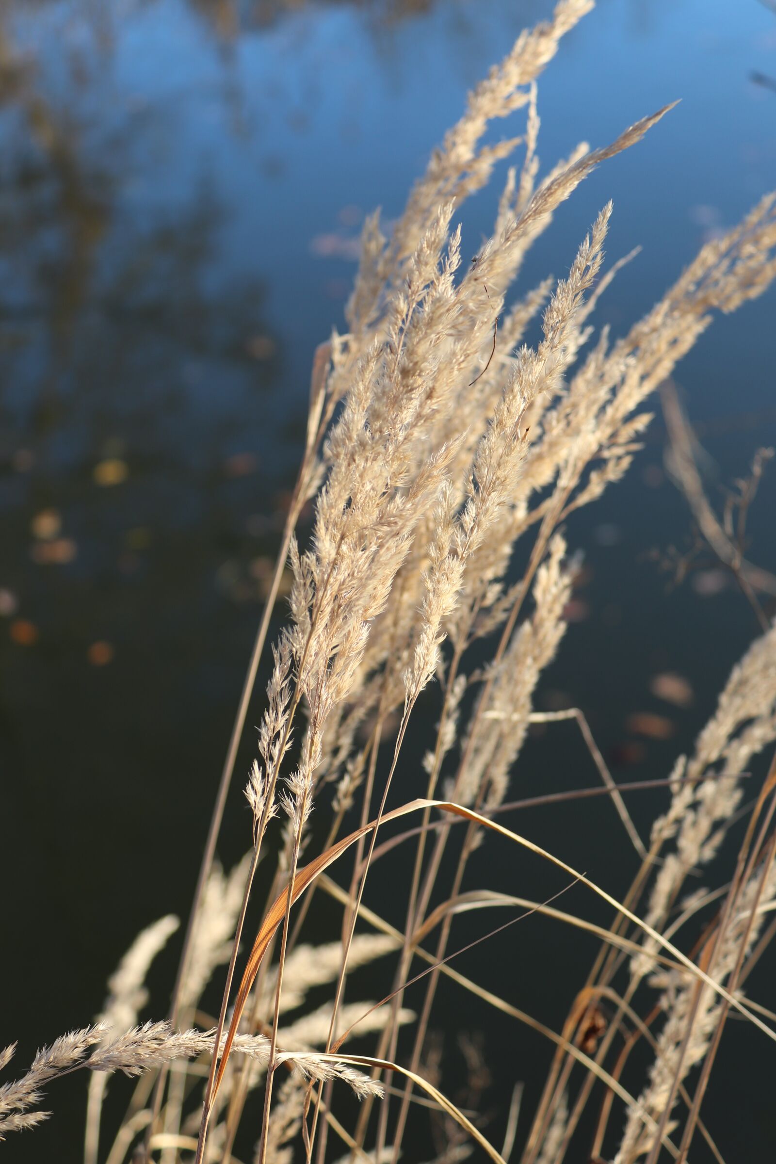 Canon EOS 200D (EOS Rebel SL2 / EOS Kiss X9) sample photo. Reed, water, grass photography