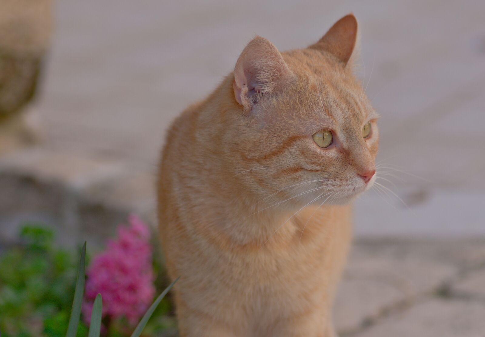 Nikon D3400 sample photo. Cat, animals, roux photography