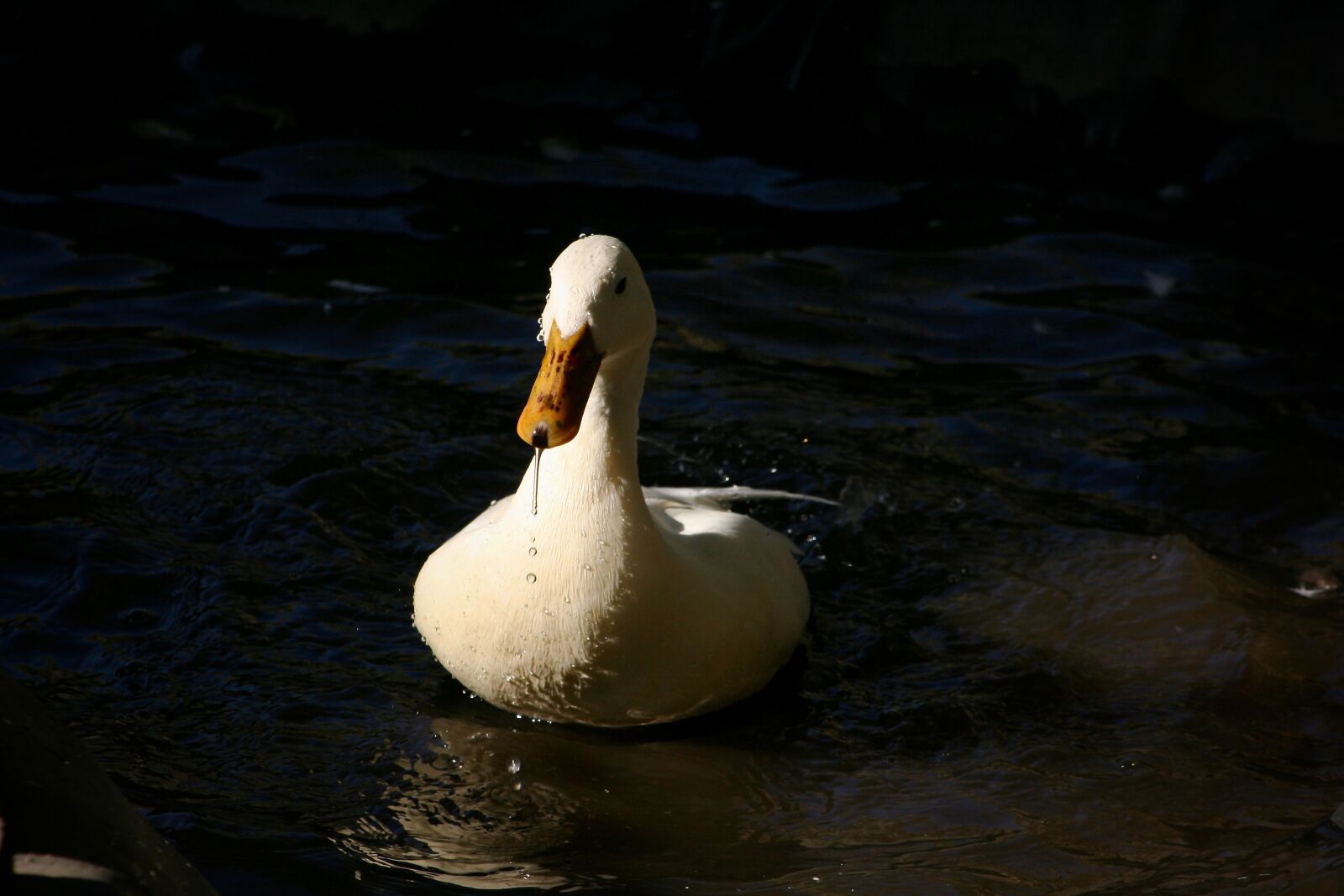Canon EOS 400D (EOS Digital Rebel XTi / EOS Kiss Digital X) sample photo. Duck, running duck, duck photography