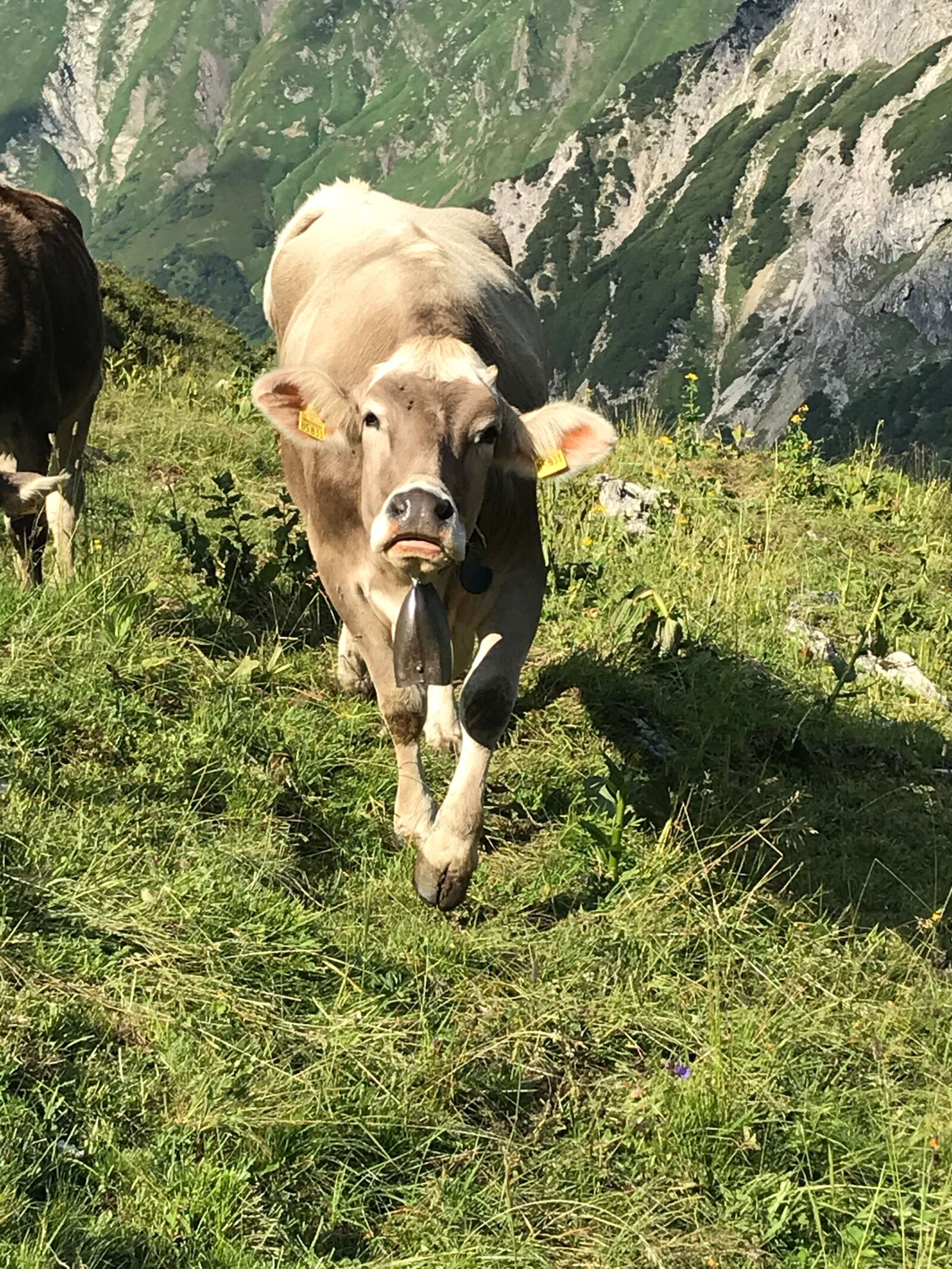 Apple iPhone 7 sample photo. Mountains, cow, cattle photography