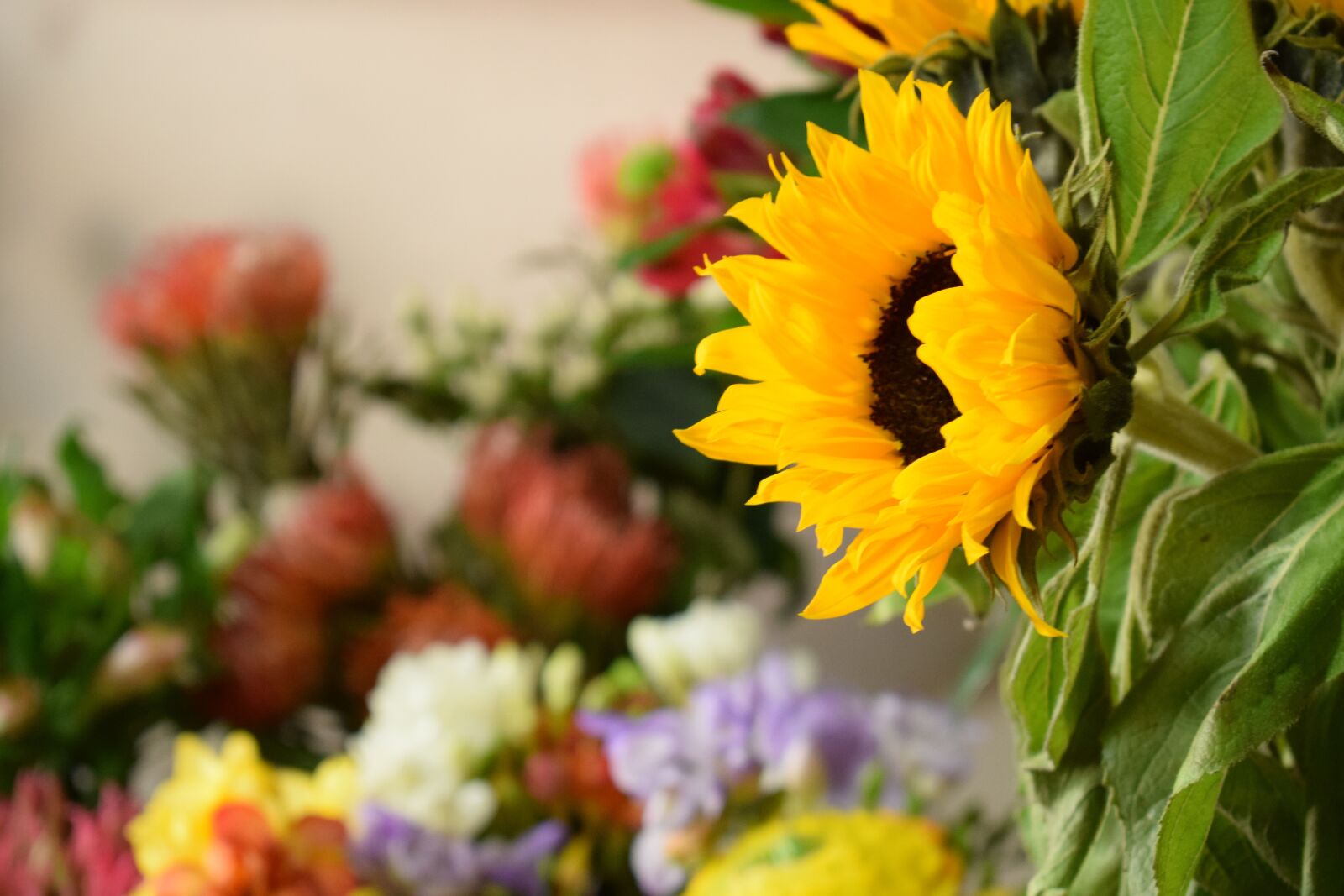 Nikon D3300 sample photo. Sunflower, flowers, floral photography