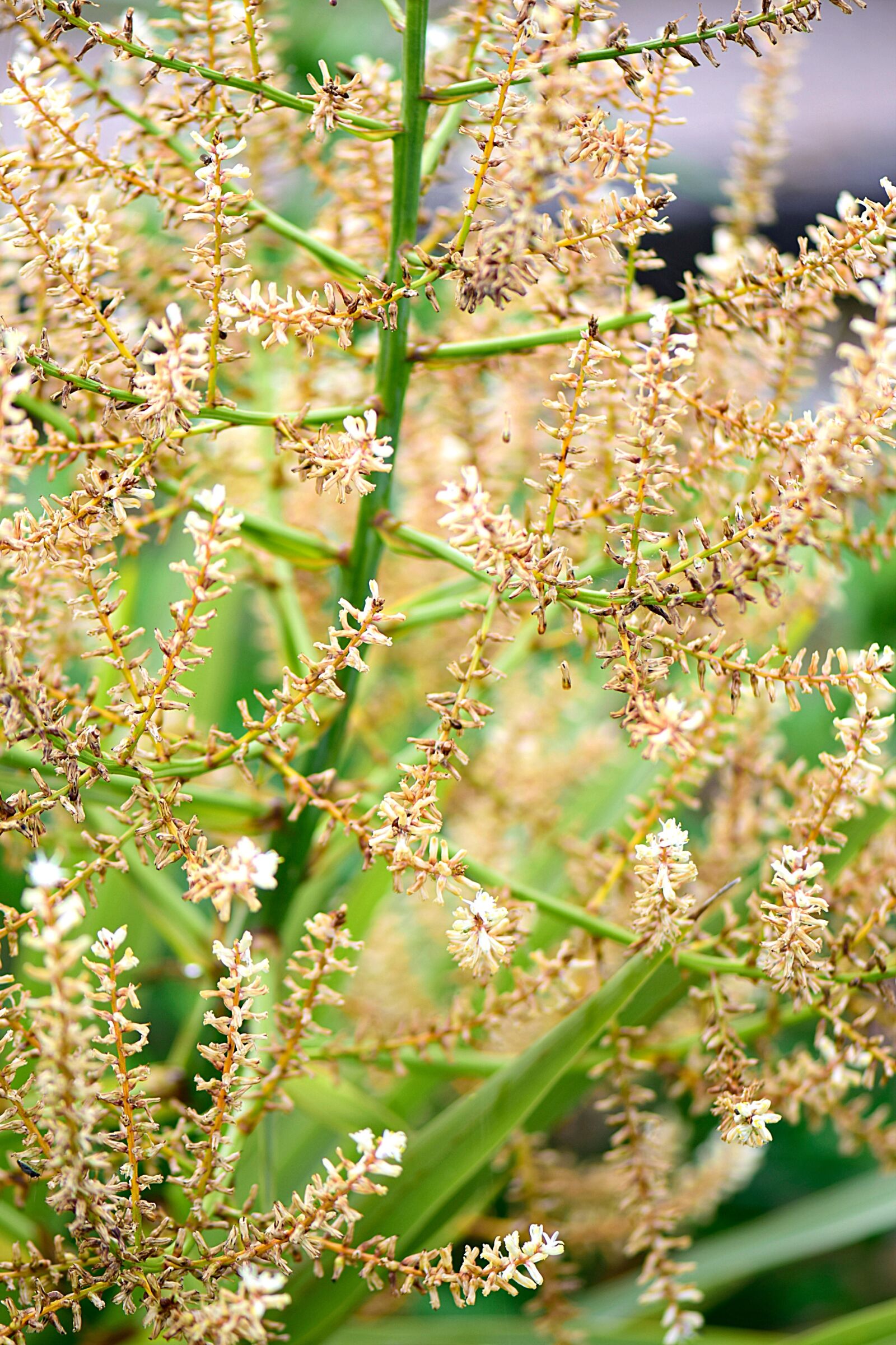 Nikon D5300 sample photo. Palm, palme, plant photography