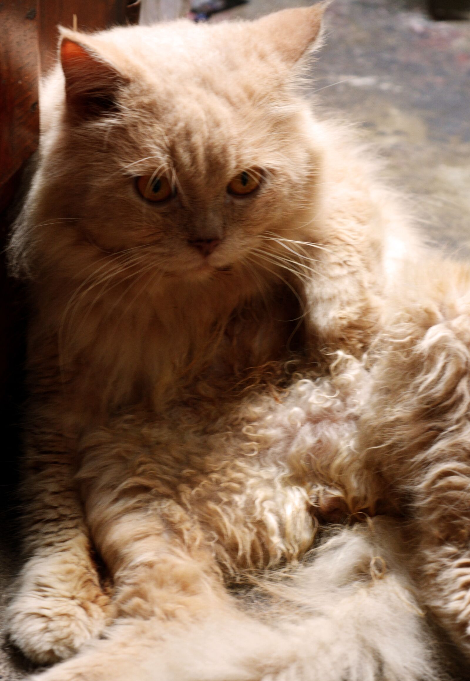 Nikon D5200 sample photo. Cat, pet, animal photography