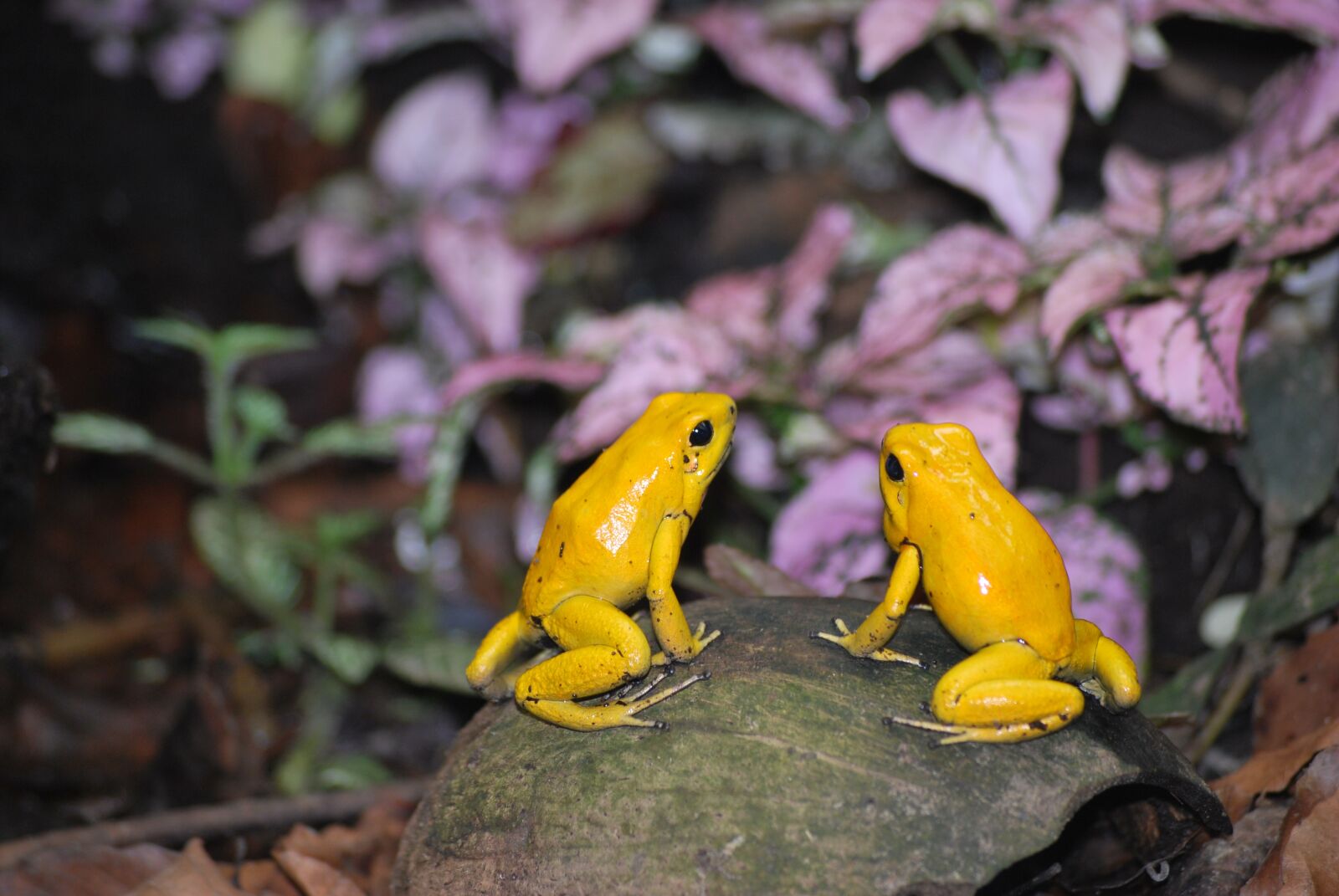Nikon D60 sample photo. Frog, nature, wildlife photography