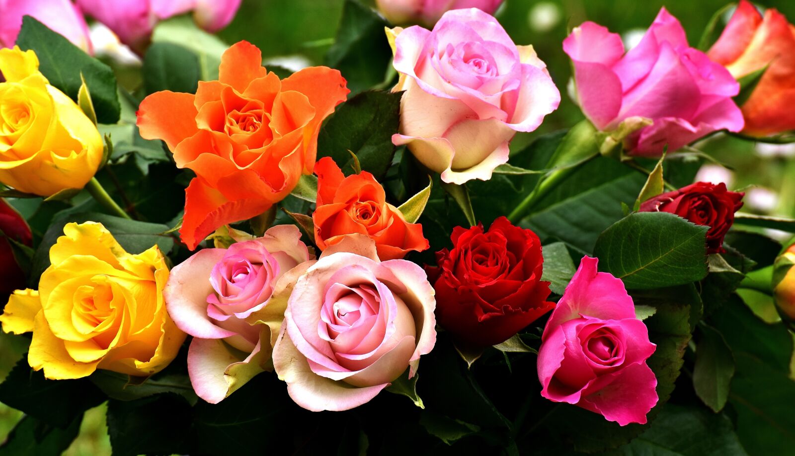 Nikon D7200 sample photo. Roses, colorful, flowers photography