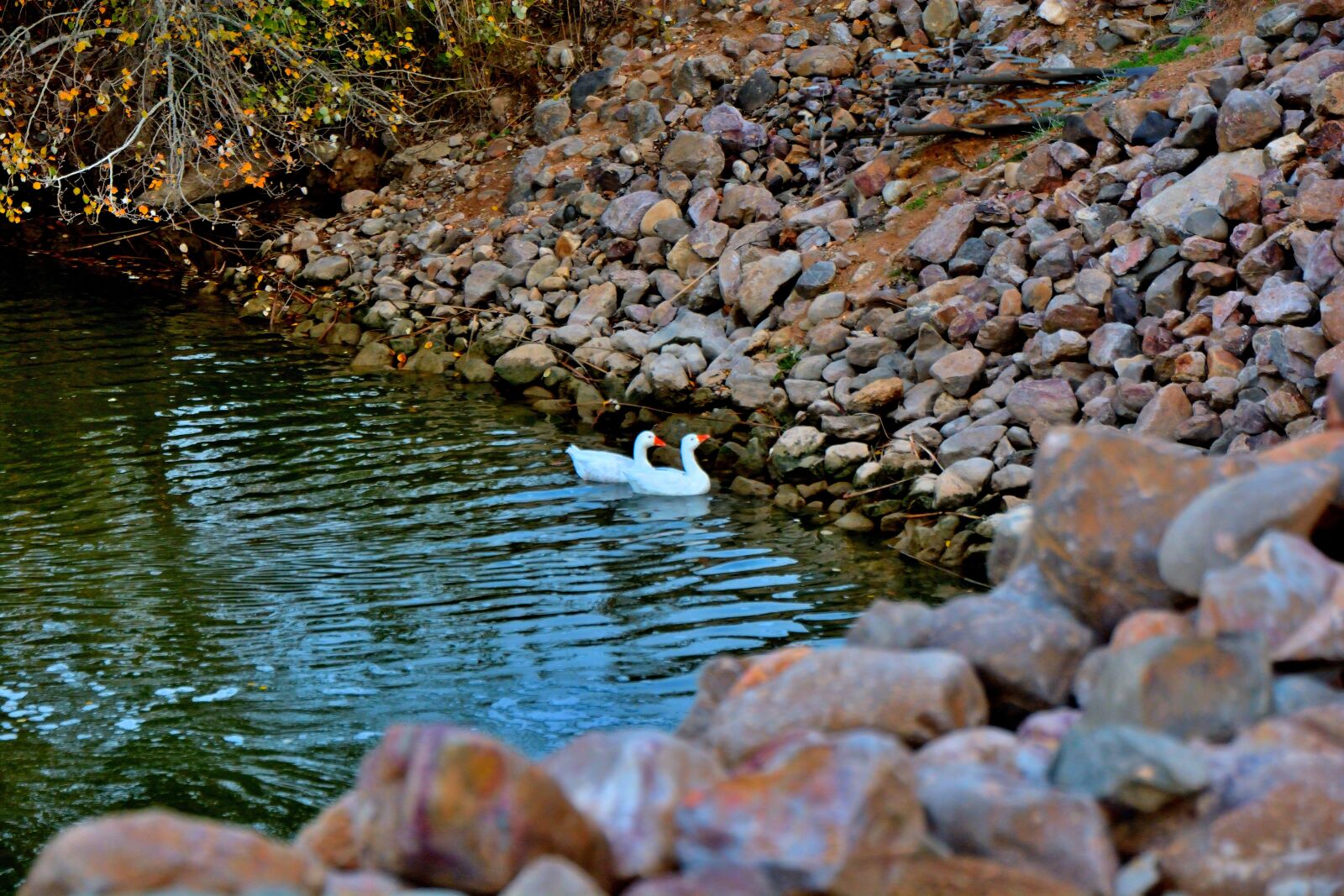 Nikon D7100 sample photo. Geese, pond, nature photography