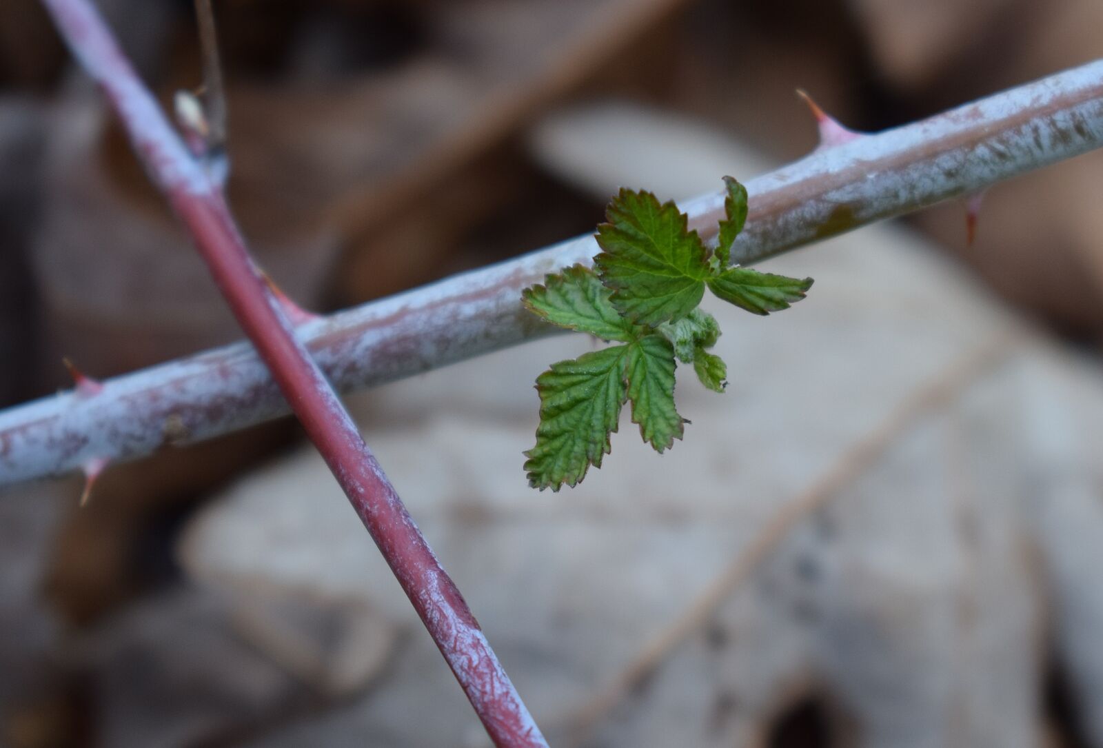 Nikon D3300 sample photo. Spring raspberry leaves, raspberry photography