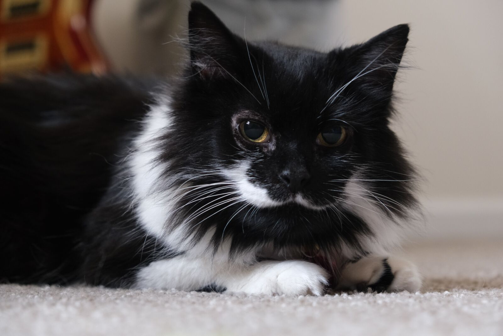 Fujifilm X-T3 sample photo. Cat, animal, portrait photography