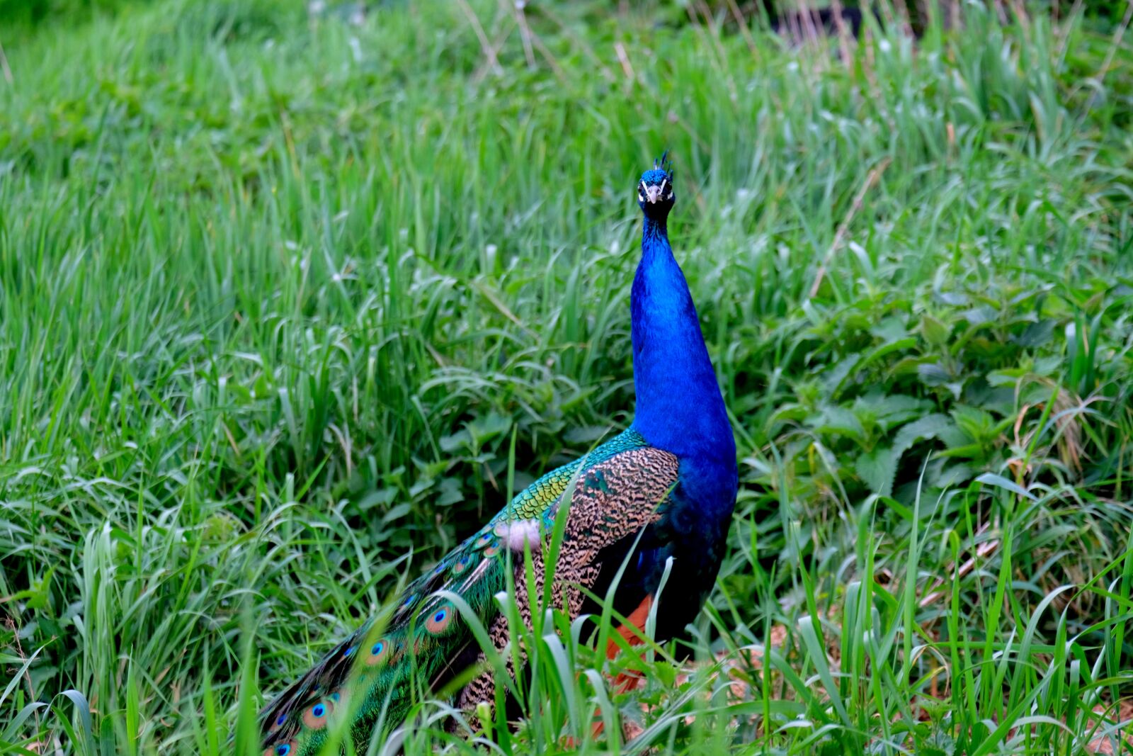 Fujifilm X-T20 sample photo. Peacock, bird, pride photography