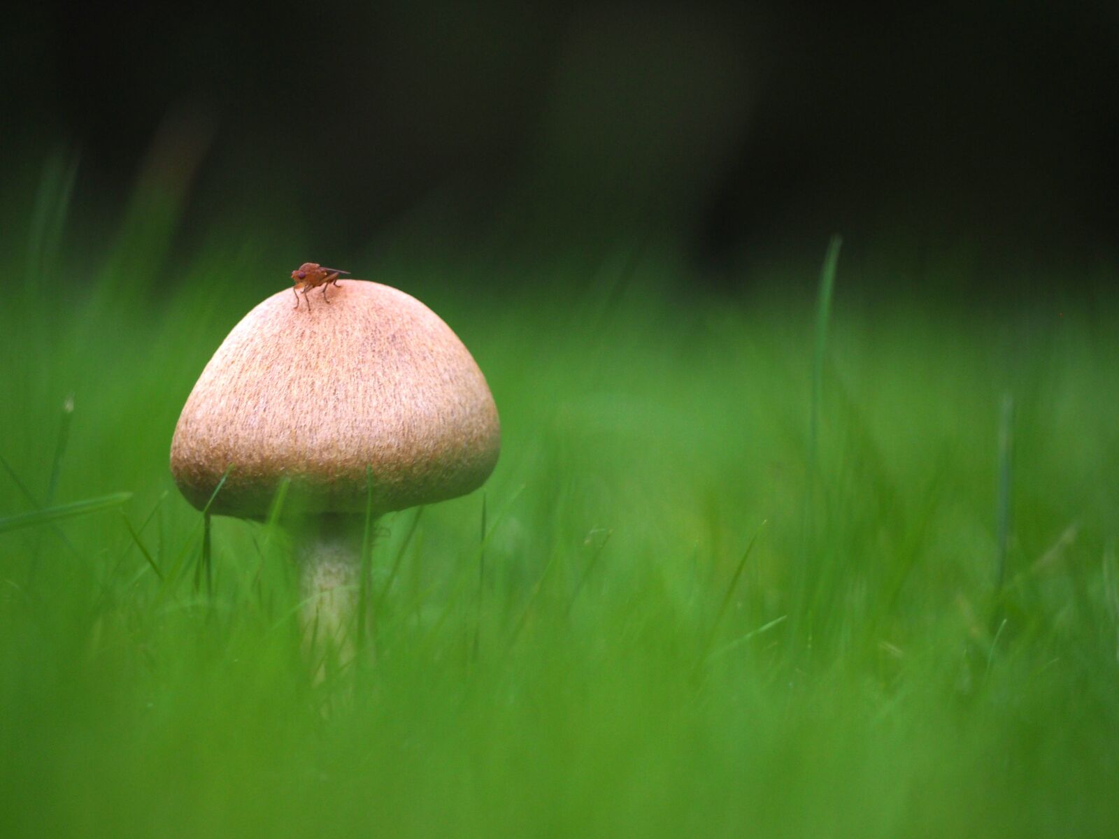 Olympus OM-D E-M10 sample photo. Mushroom, forest, meadow photography