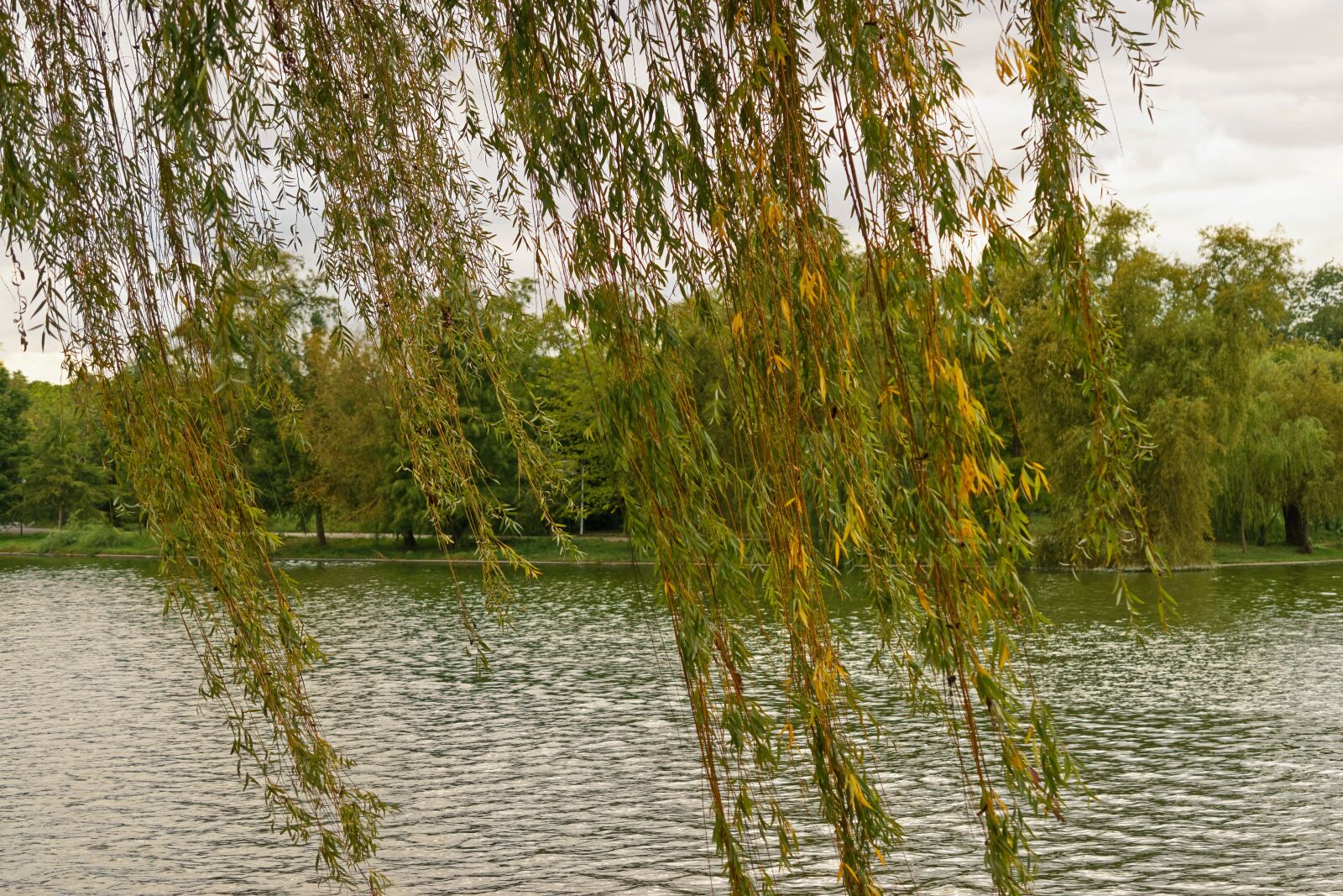 Nikon D5300 sample photo. Landscape, nature, willow photography