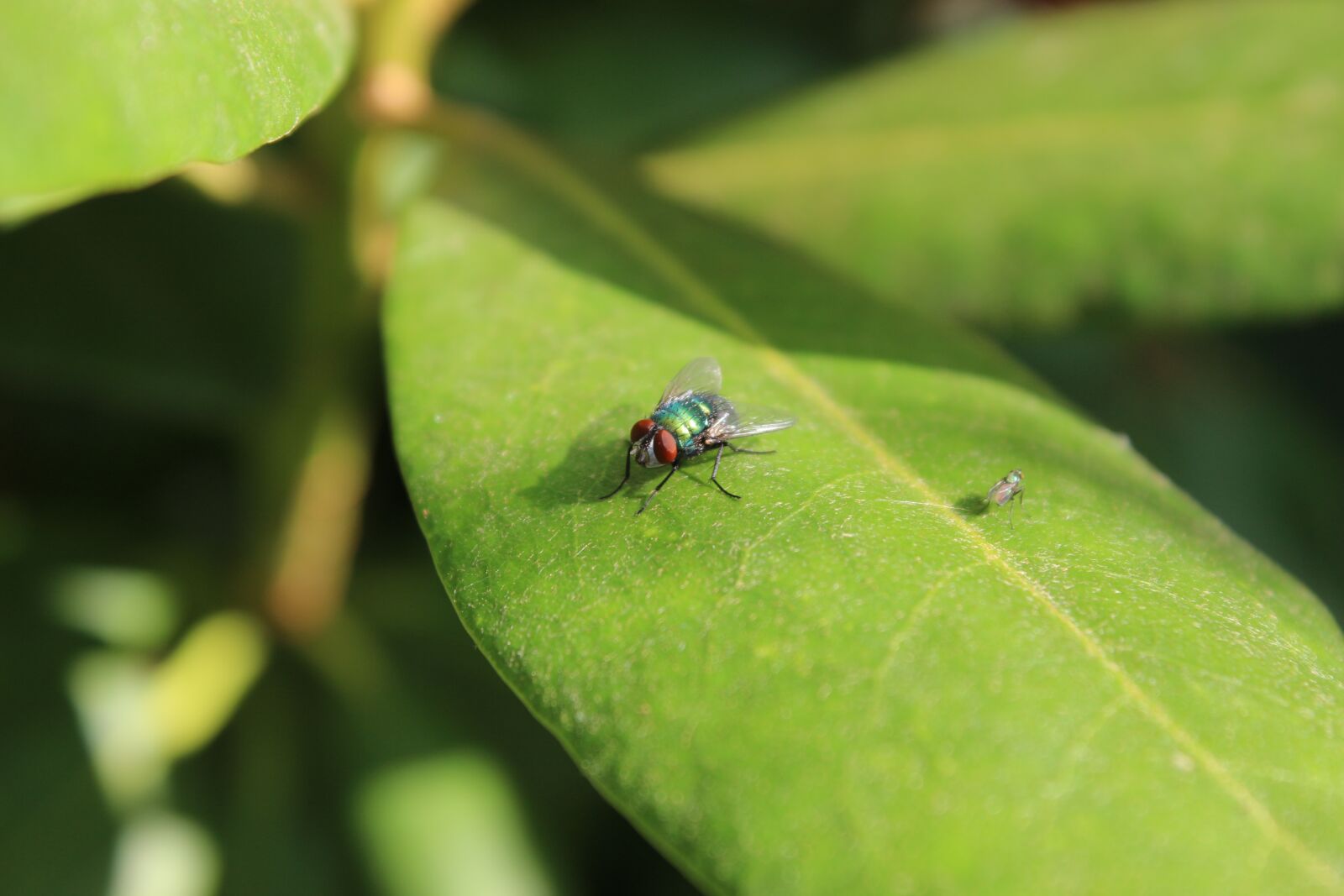Canon EOS 700D (EOS Rebel T5i / EOS Kiss X7i) sample photo. Fly, leaf, green photography