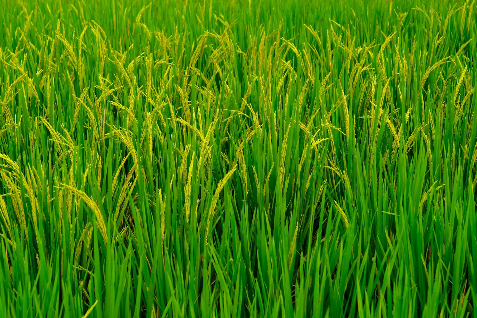 Fujifilm X-T20 sample photo. Rice plant, sheaves of photography