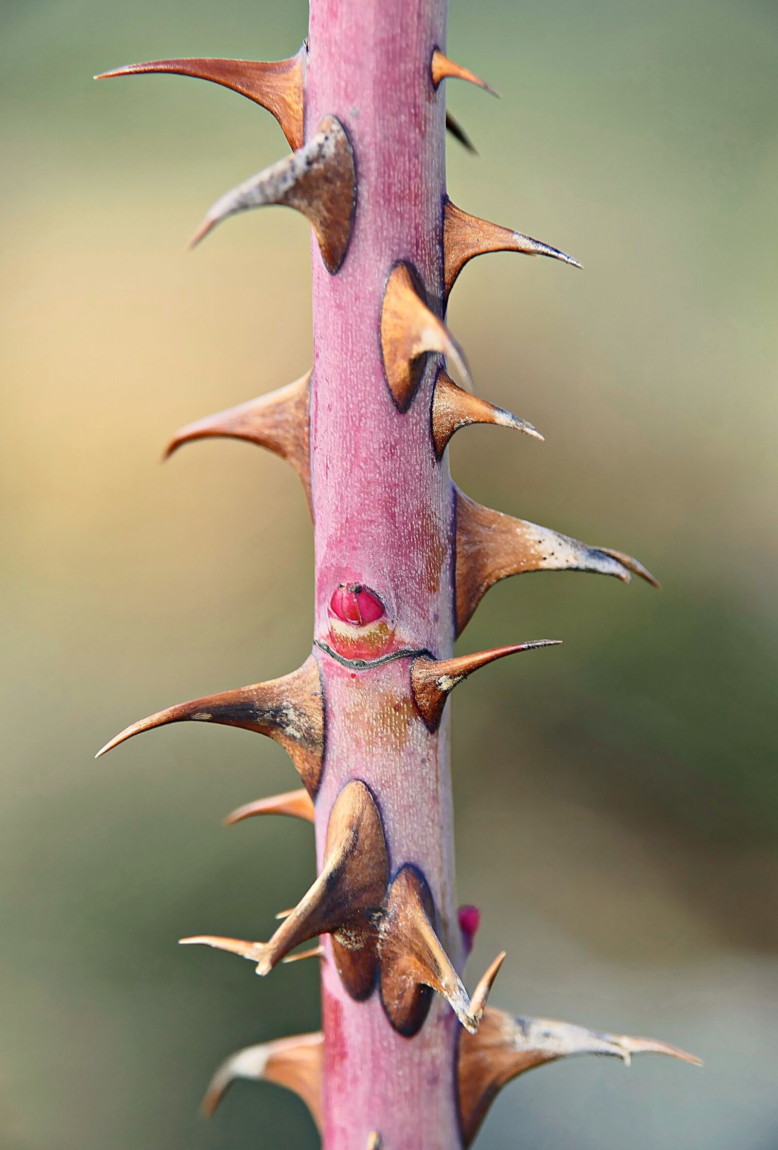 Panasonic Lumix DMC-FZ1000 sample photo. Thorns, prickly, close up photography
