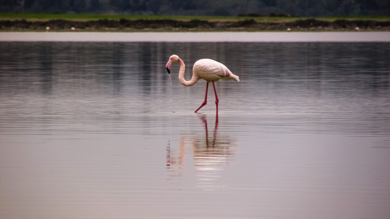 Canon PowerShot SX400 IS sample photo. Flamingo, bird, migratory photography