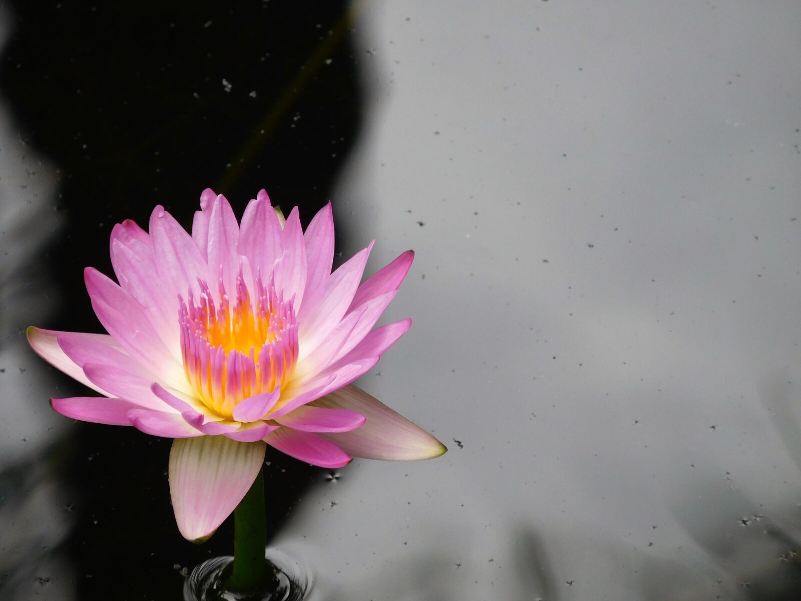 Nikon Coolpix S7000 sample photo. Water lily, purple water photography