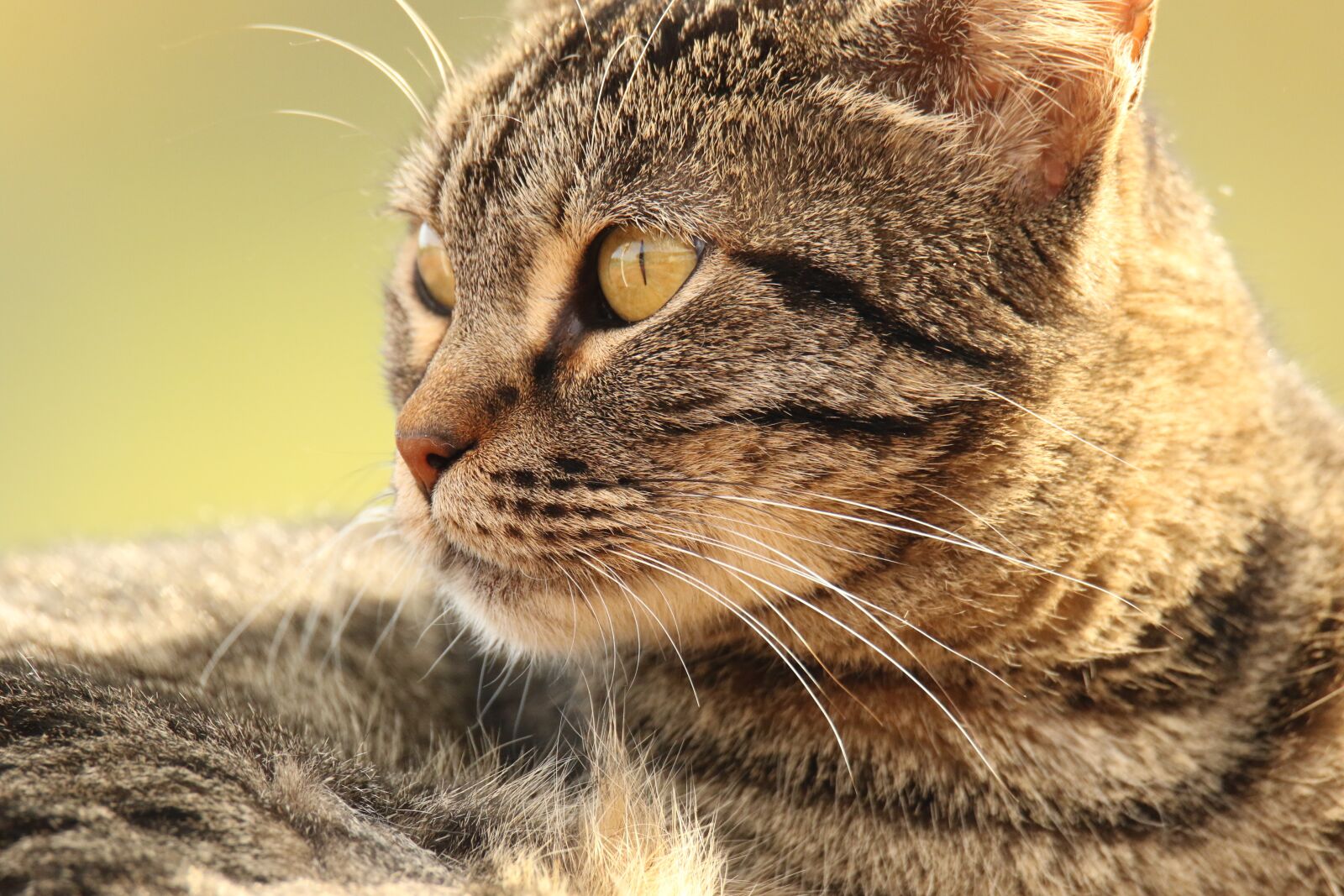 Canon EOS 7D Mark II sample photo. Animal, cat, close up photography