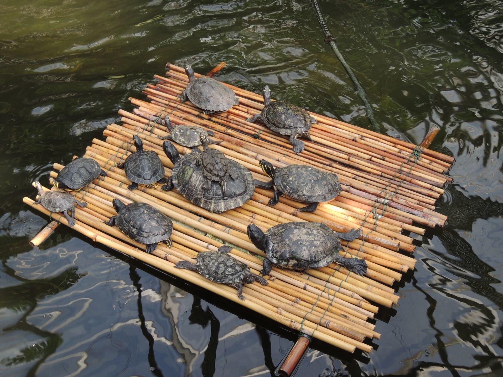 Nikon Coolpix P510 sample photo. Turtles, raft, water turtle photography