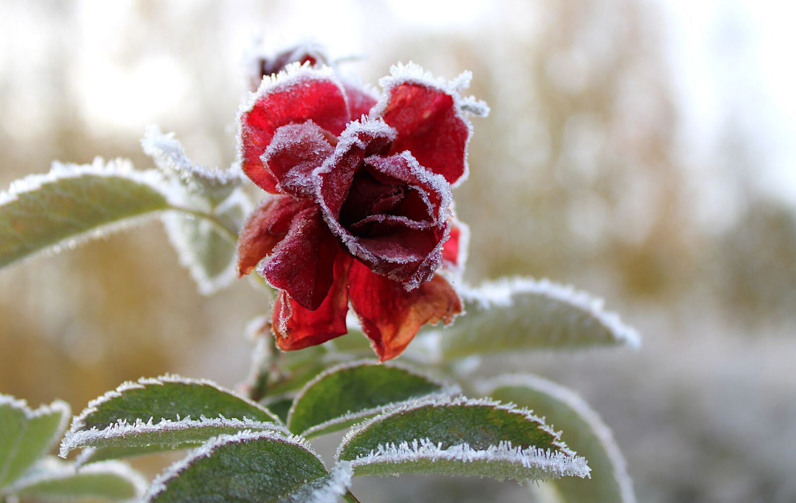 Canon EOS 2000D (EOS Rebel T7 / EOS Kiss X90 / EOS 1500D) sample photo. Rose, frost, fall photography