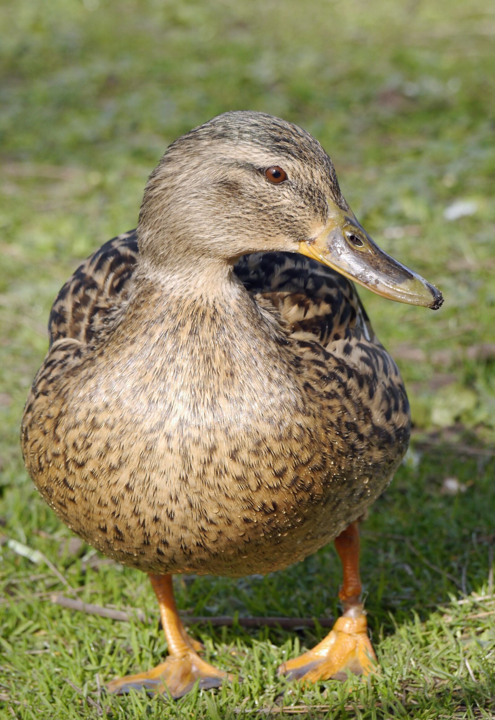 Panasonic Lumix DMC-G5 sample photo. Bird, wildlife, duck photography