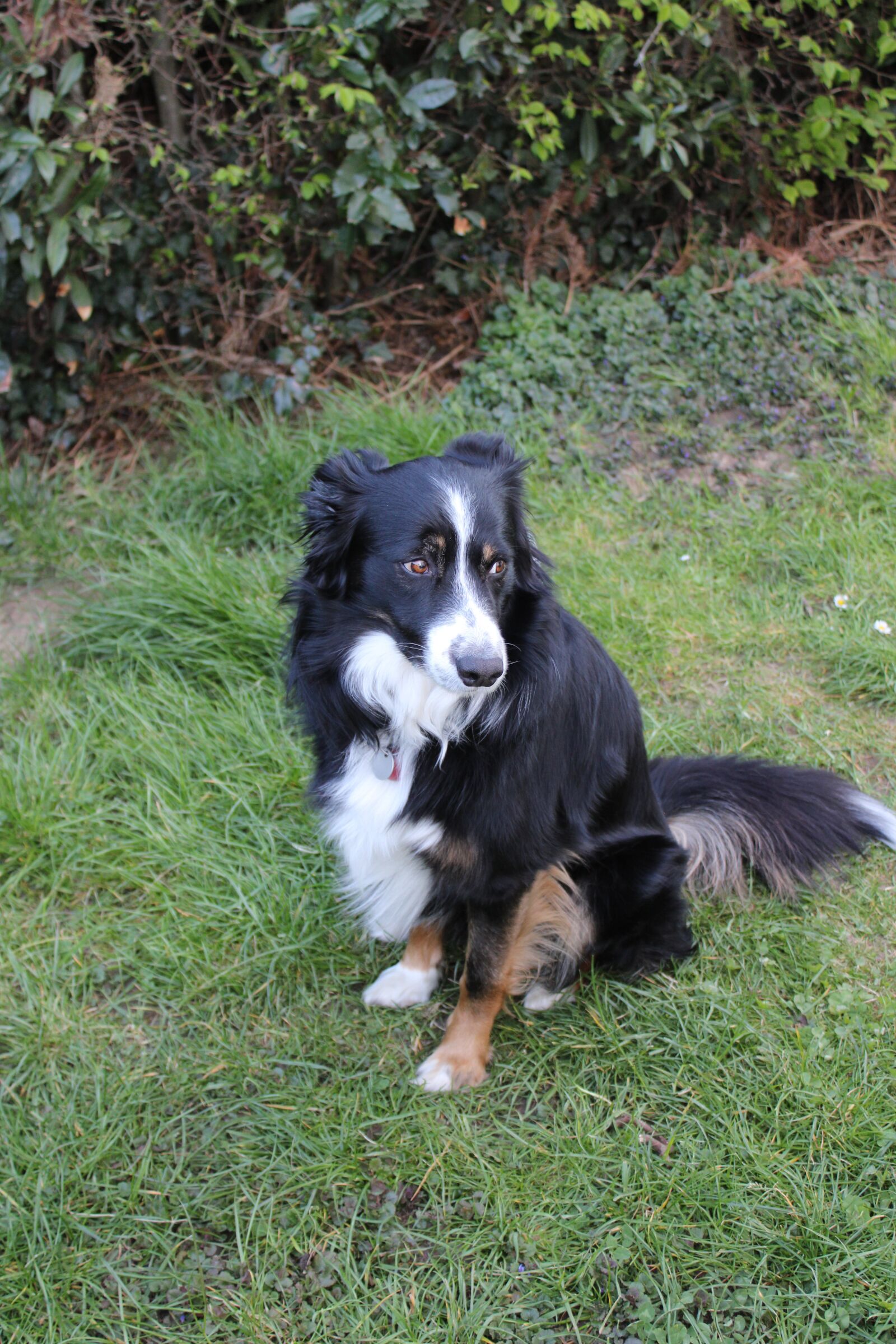 Canon EOS 2000D (EOS Rebel T7 / EOS Kiss X90 / EOS 1500D) sample photo. Dog, border collie, pet photography
